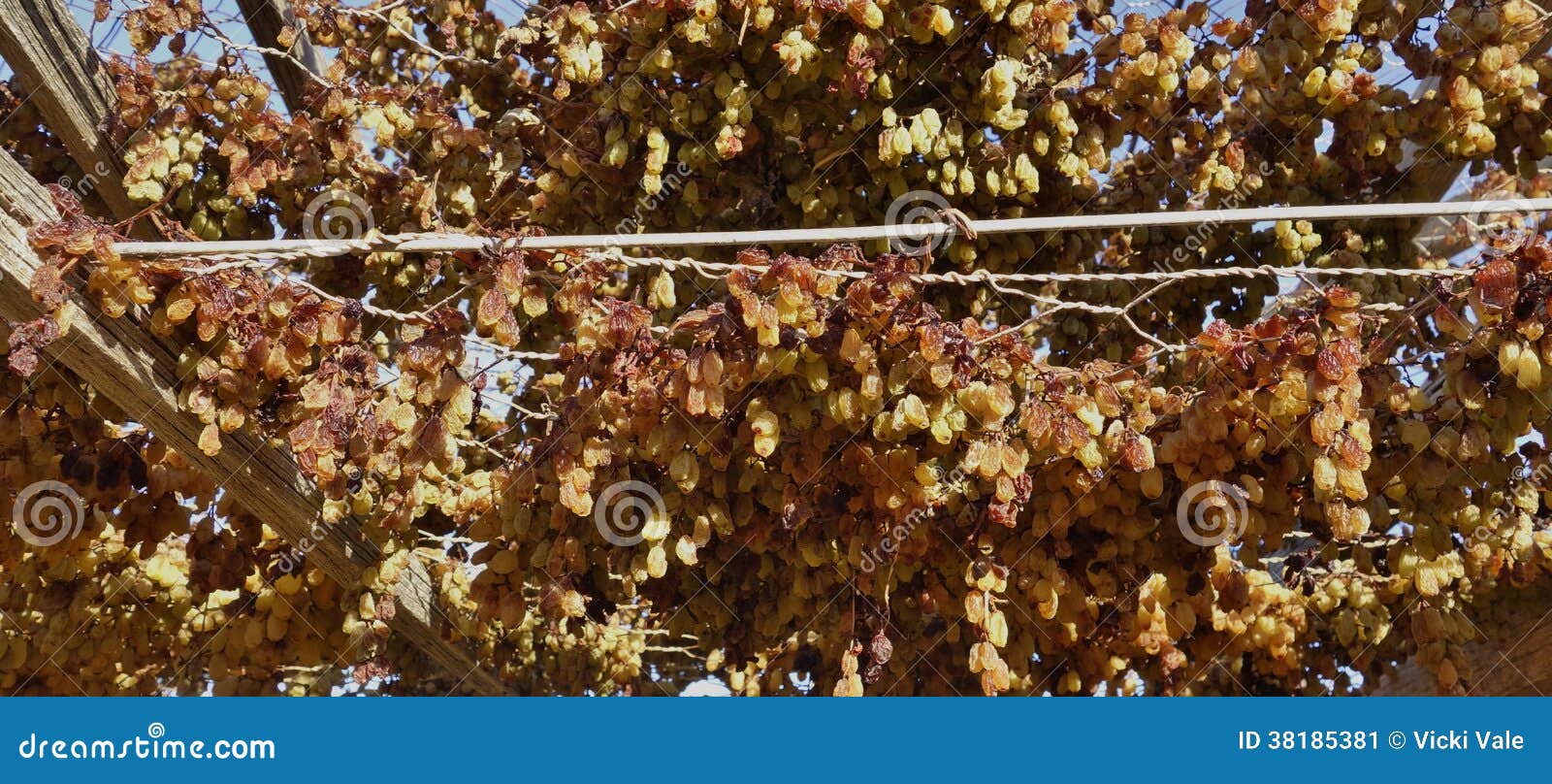Drying Berries. stock image. Image of tier, detail, berries 38185381