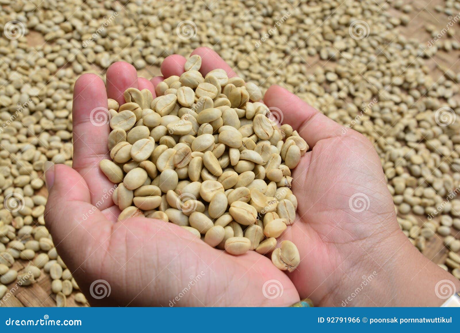 Drying Coffee Beans Parchment Coffee Stock Photo Image of black