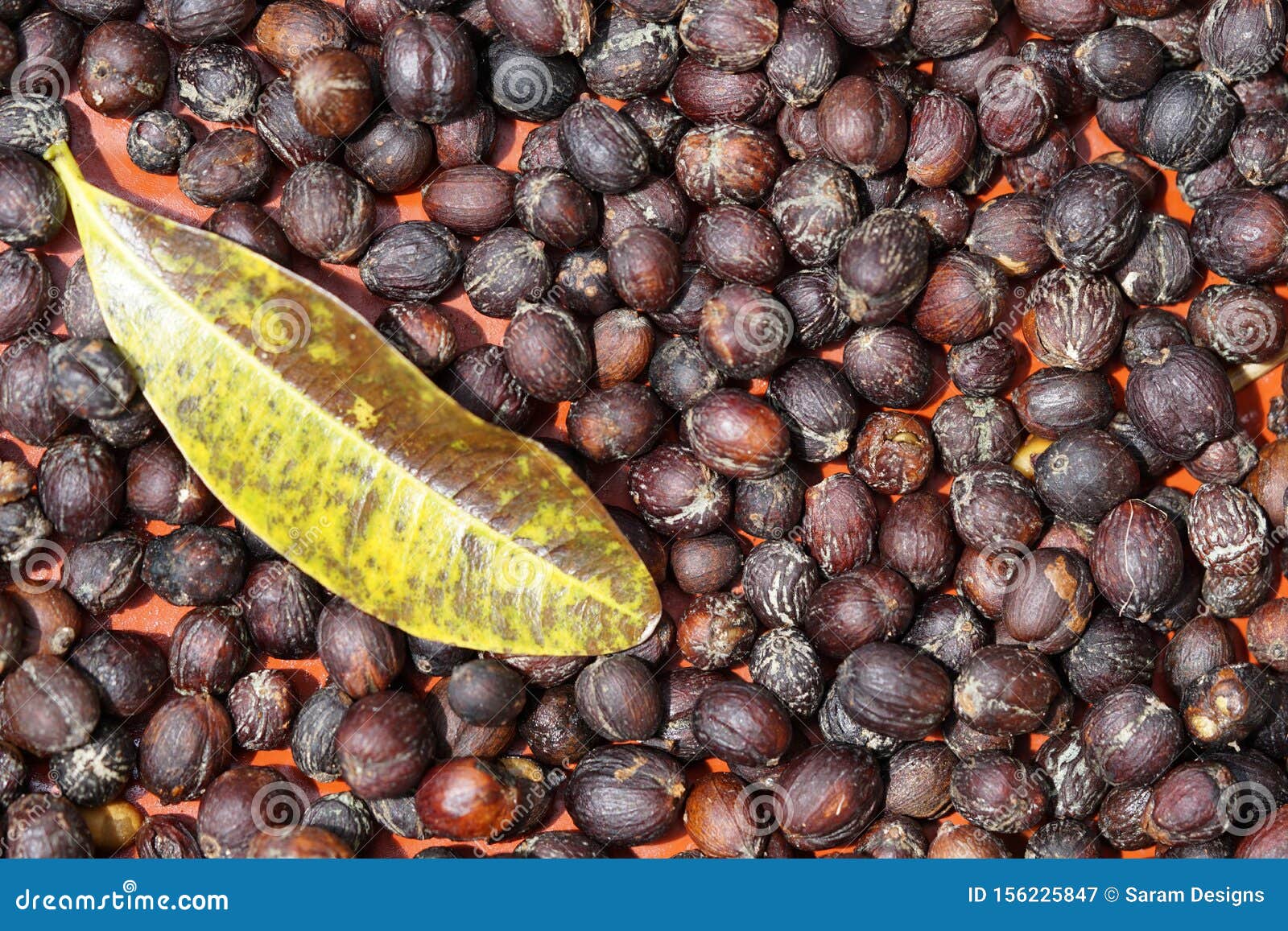 Drying Coffee Cherries. Nature, Beans Stock Image Image of cherries