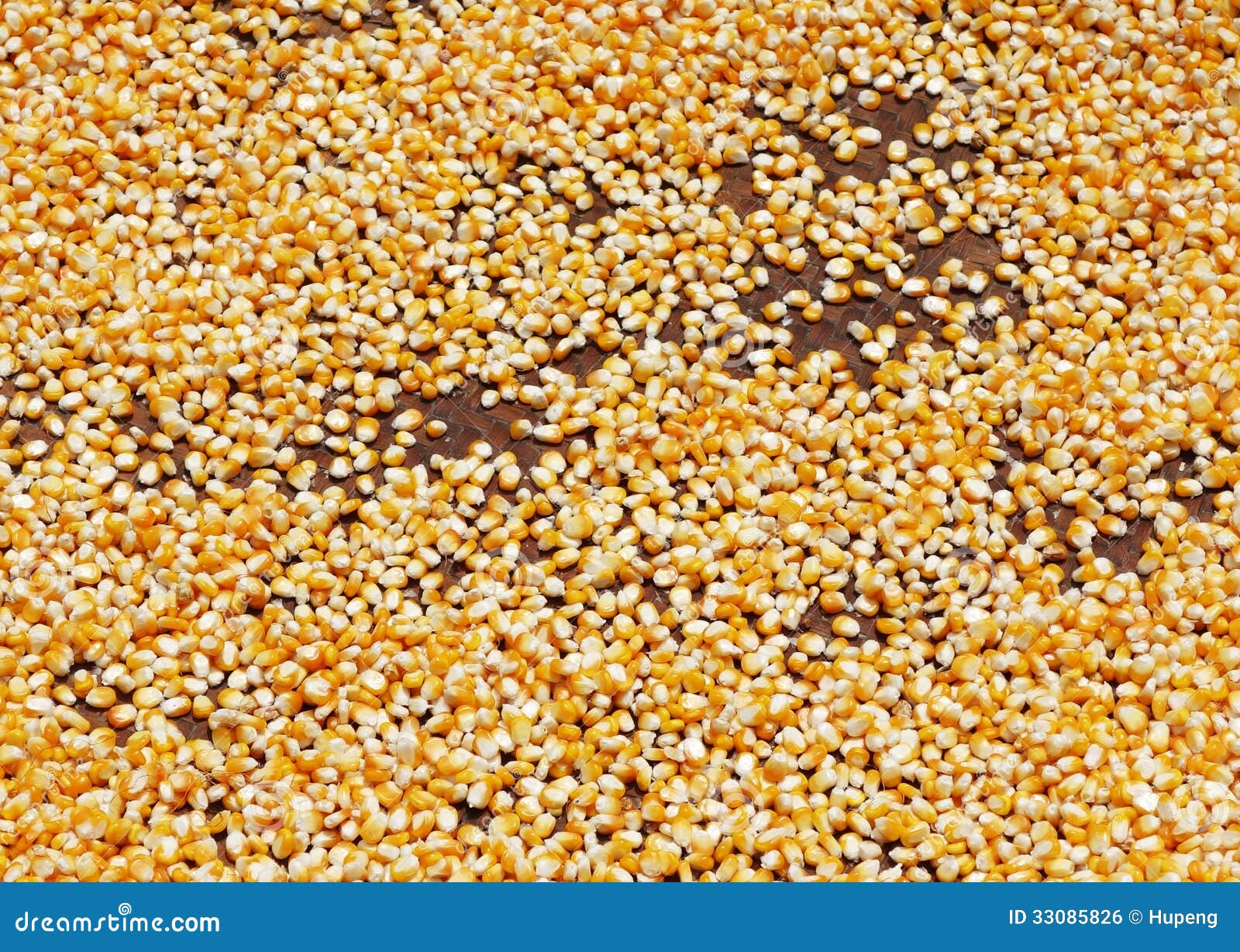 Drying corn kernel stock photo. Image of energy, background 33085826
