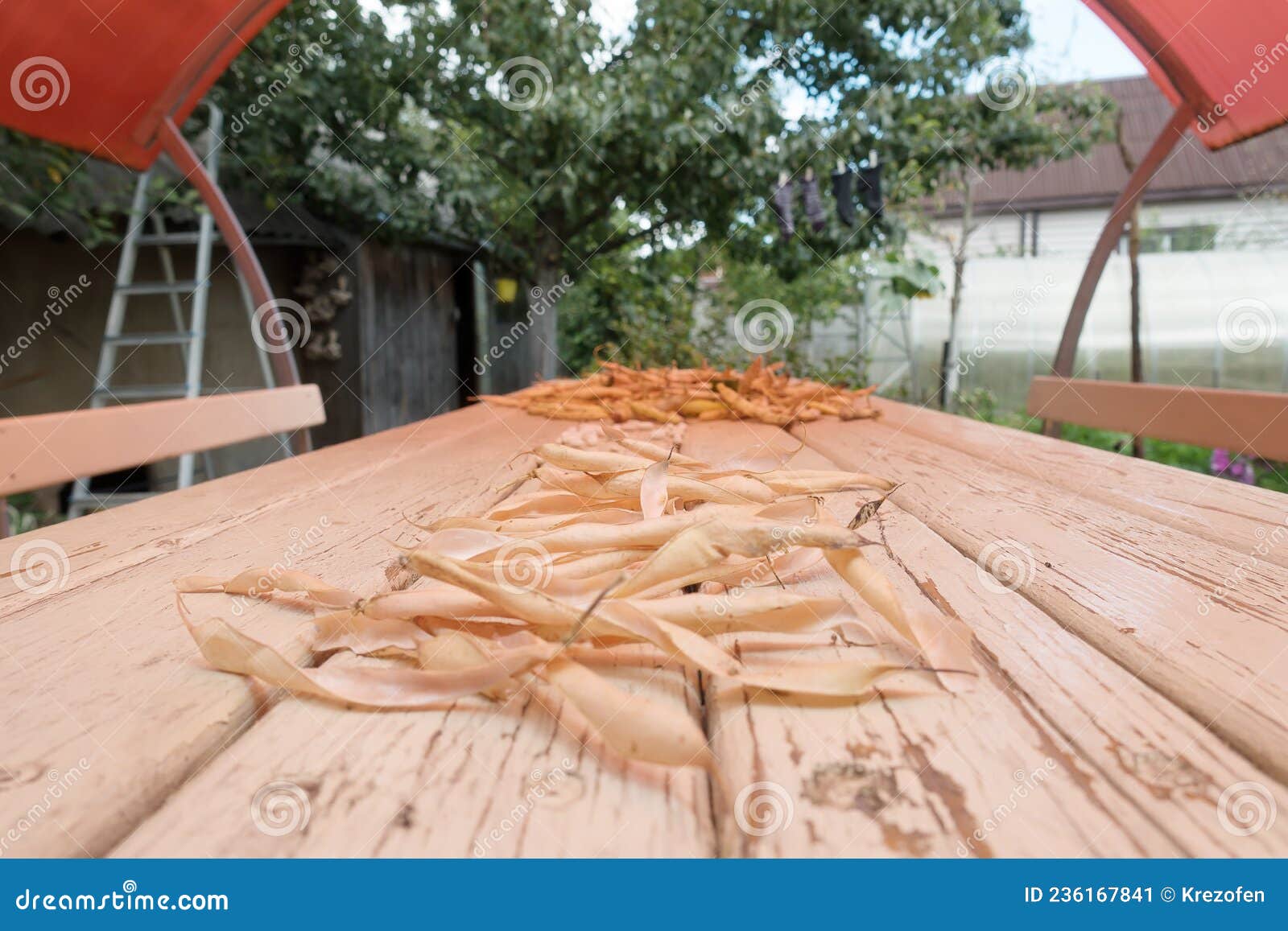 Drying the crop of peas stock image. Image of vegetable 236167841