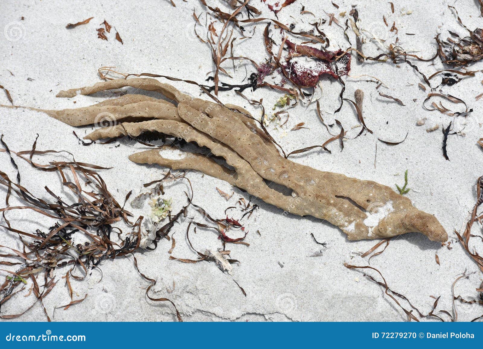 Drying finger sponge stock photo. Image of dried, sand 72279270