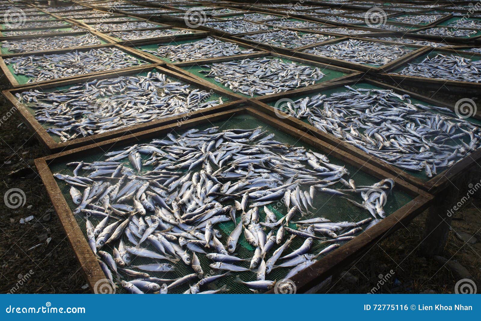 Drying fish stock photo. Image of working, dried, drying 72775116