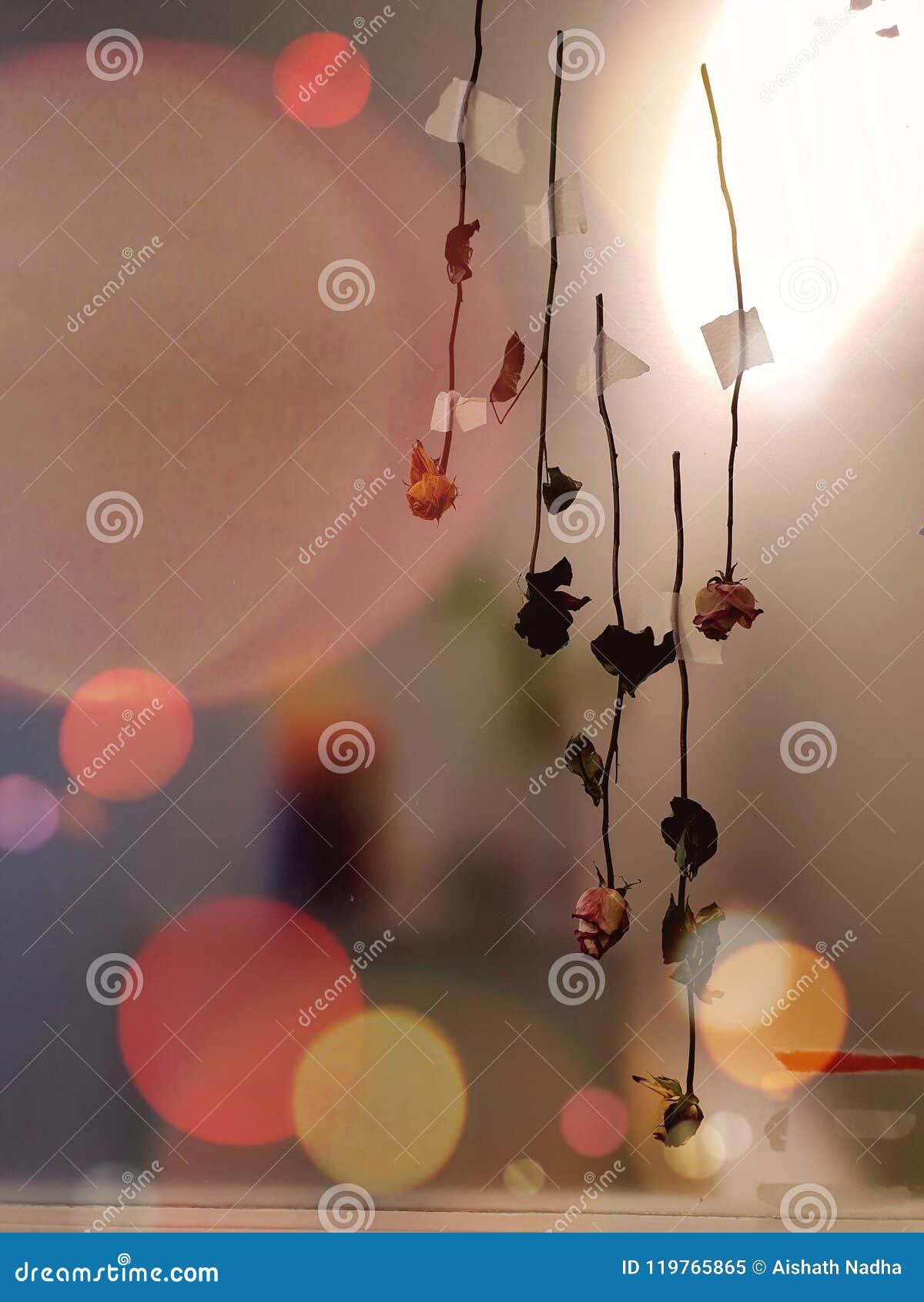 Flowers upside down stock image. Image of hanging, flowers 119765865