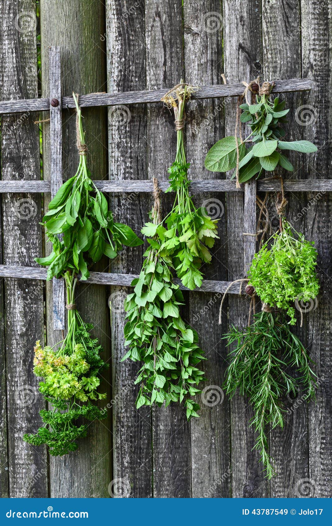 Drying fresh herbs stock image. Image of growth, dray 43787549