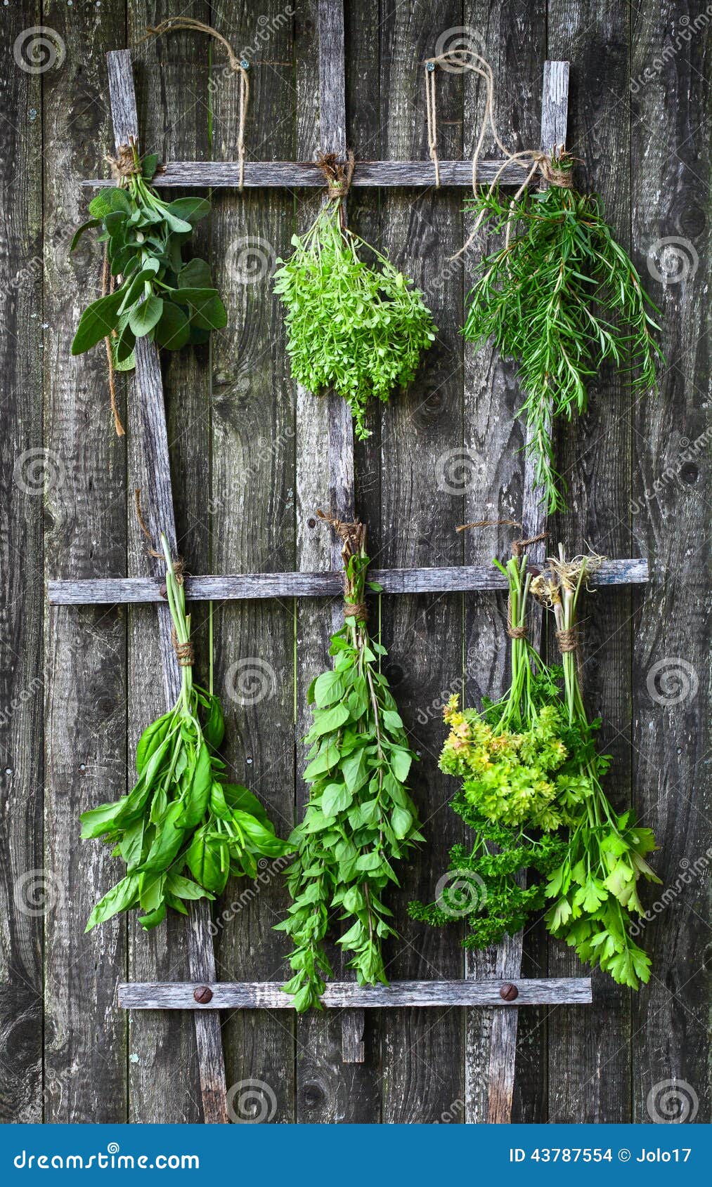Drying fresh herbs stock photo. Image of color, herbs 43787554
