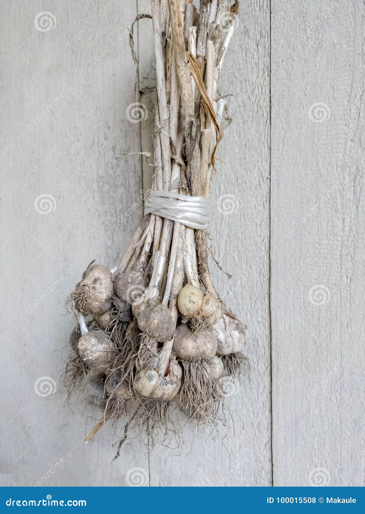 Drying Garlic Bulbs stock photo. Image of health, drying 100015508