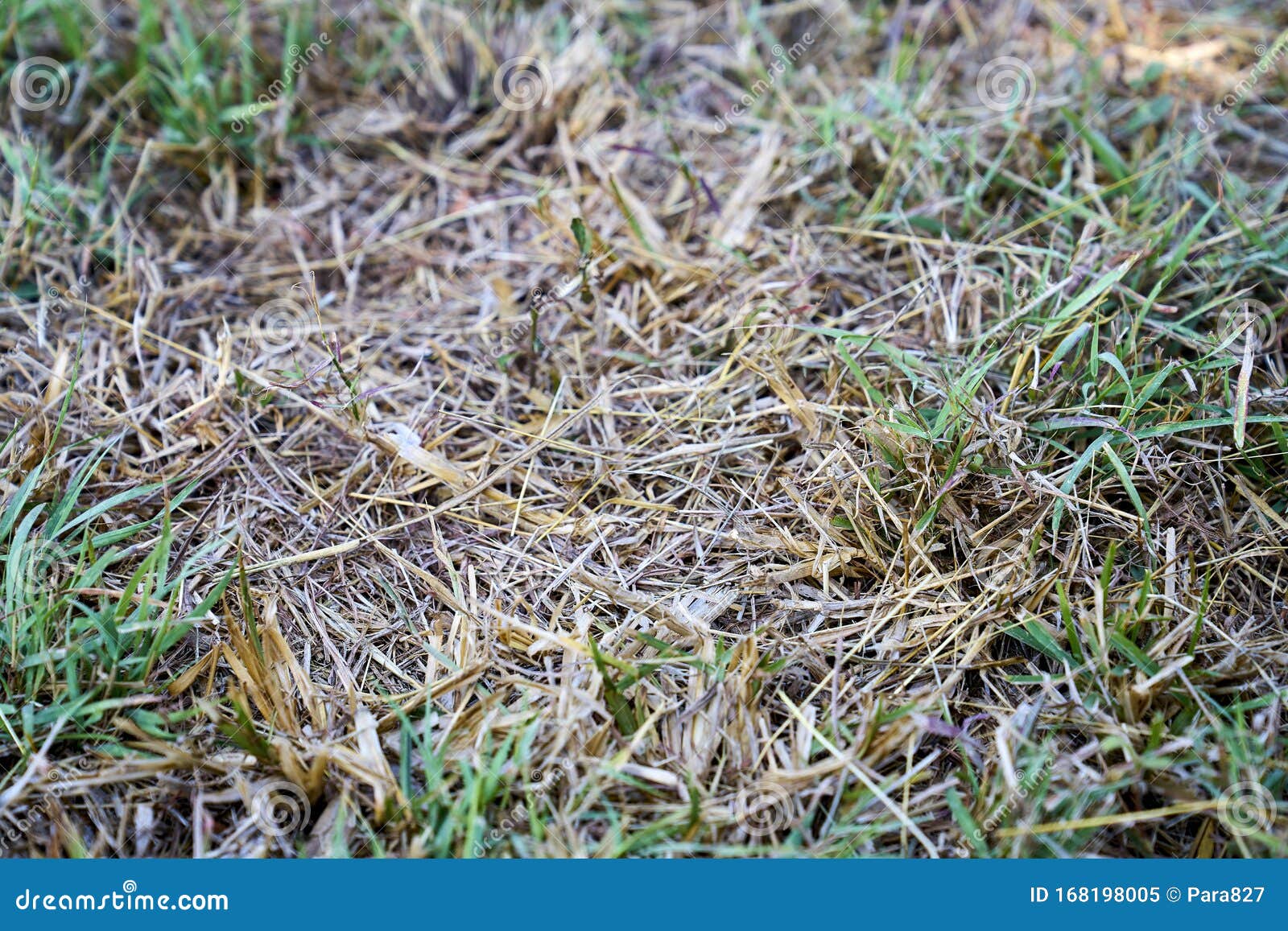 Drying grass stock image. Image of dead, grass, agriculture 168198005