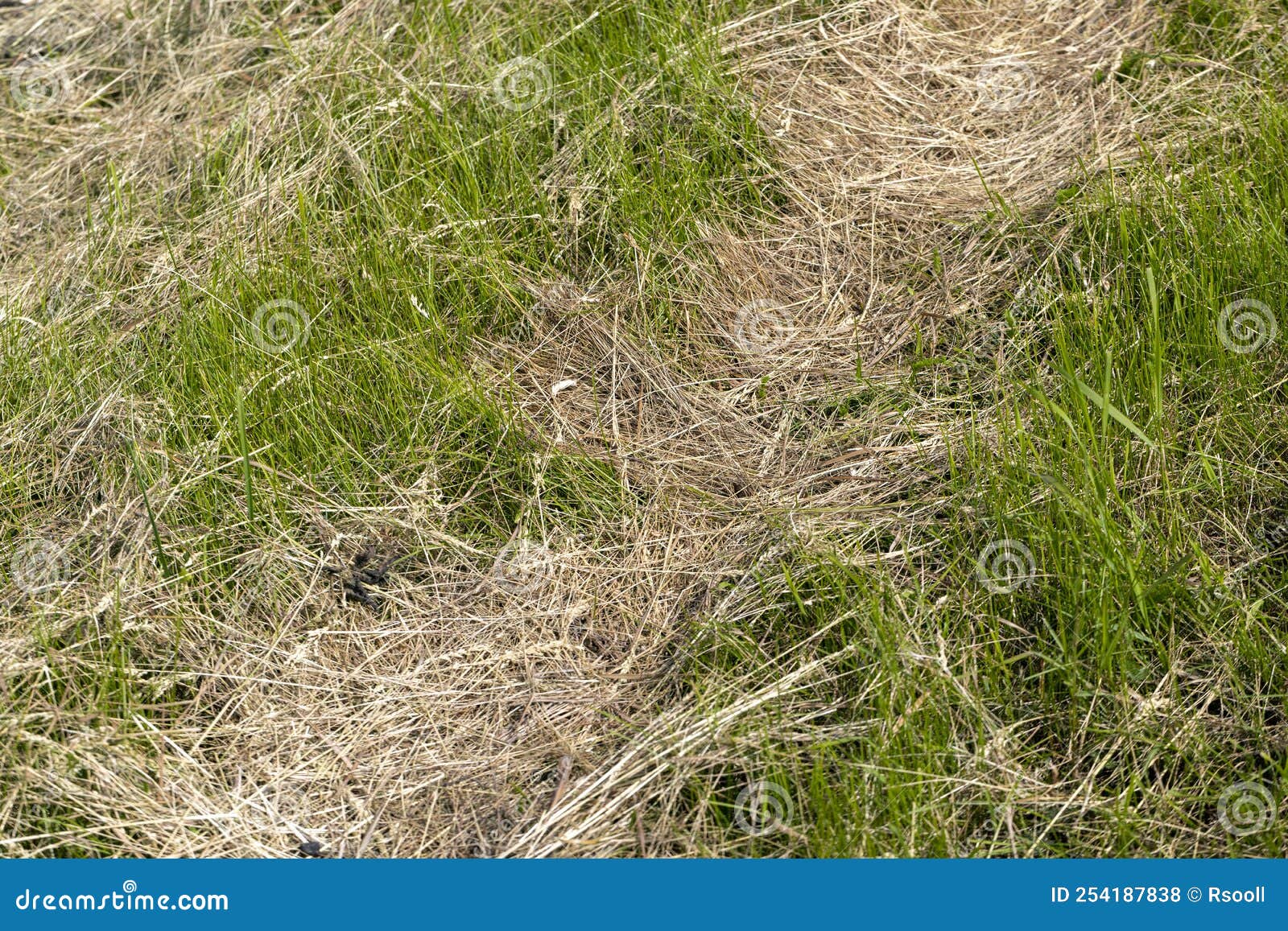 Drying Of Grass For Obtaining And Storing Hay Stock Photo Image Of