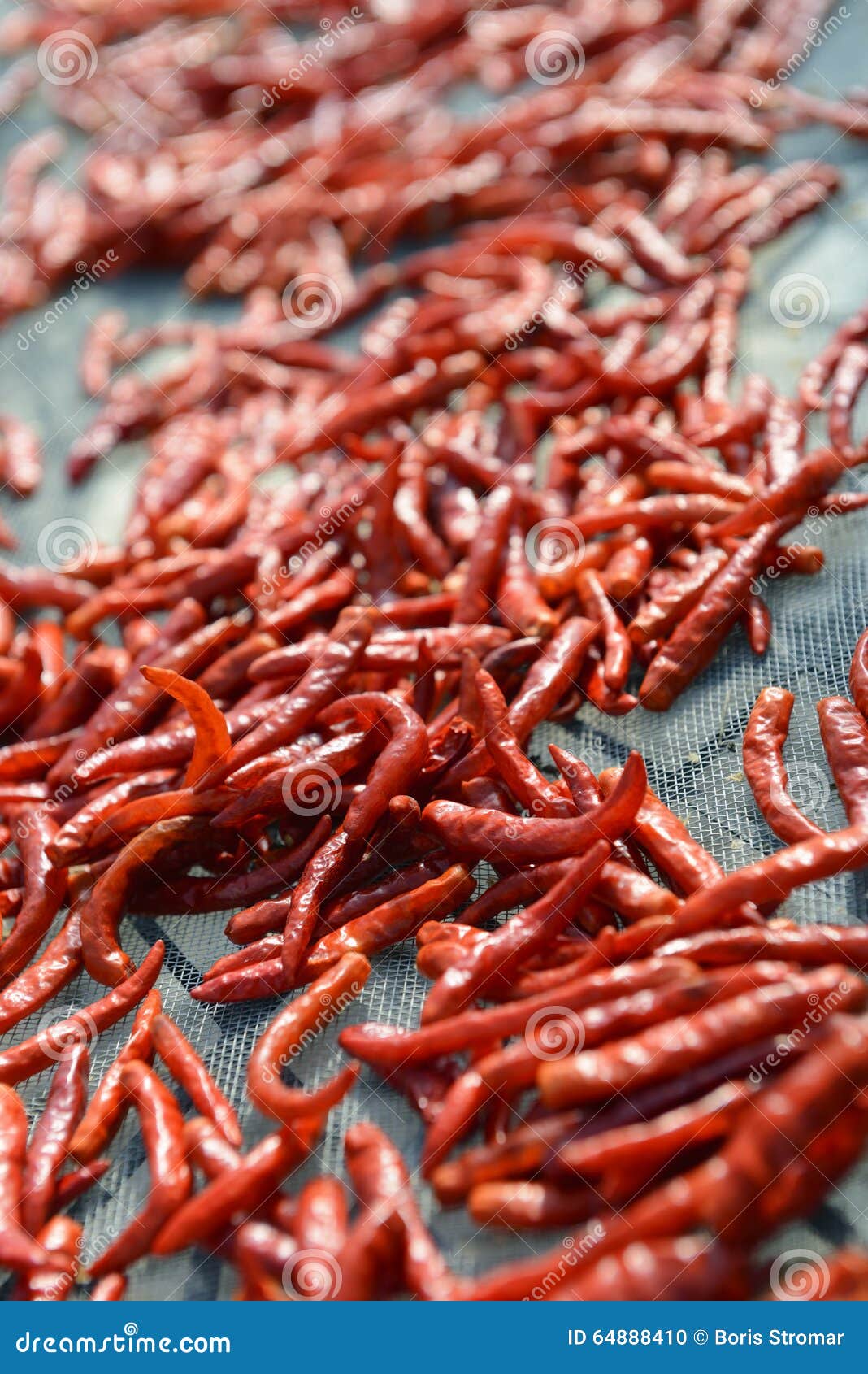 Drying hot peppers stock photo. Image of drying, close 64888410