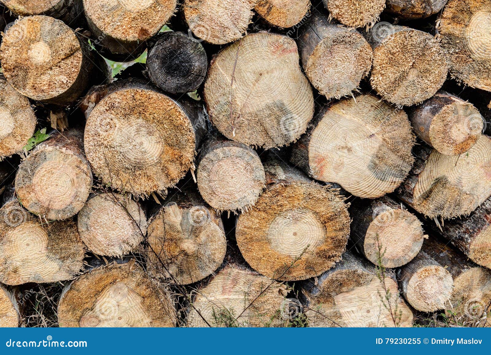 Drying logs closeup stock image. Image of stack, lumber 79230255