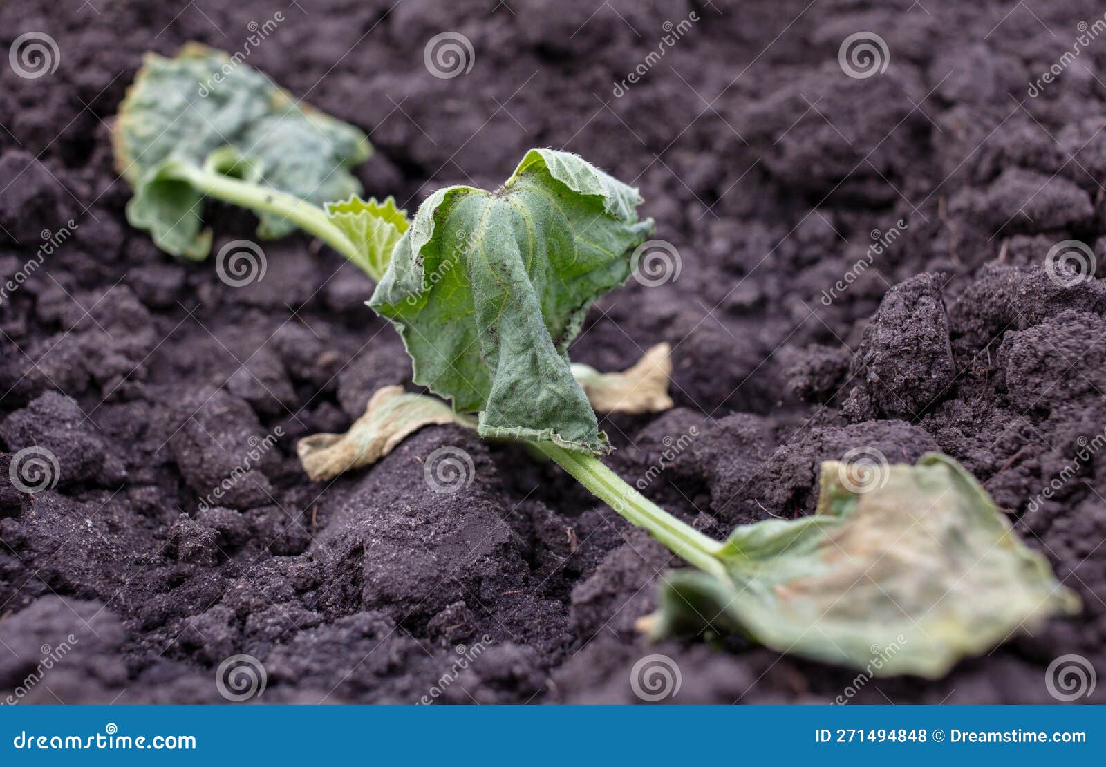 Drying Melon Leaves in the Ground. Stock Photo Image of melon, summer