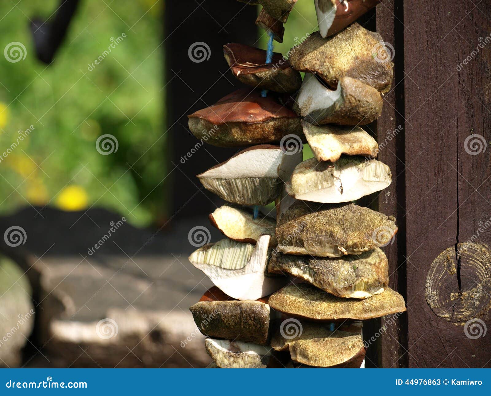 Drying mushrooms. stock image. Image of nature, edible 44976863