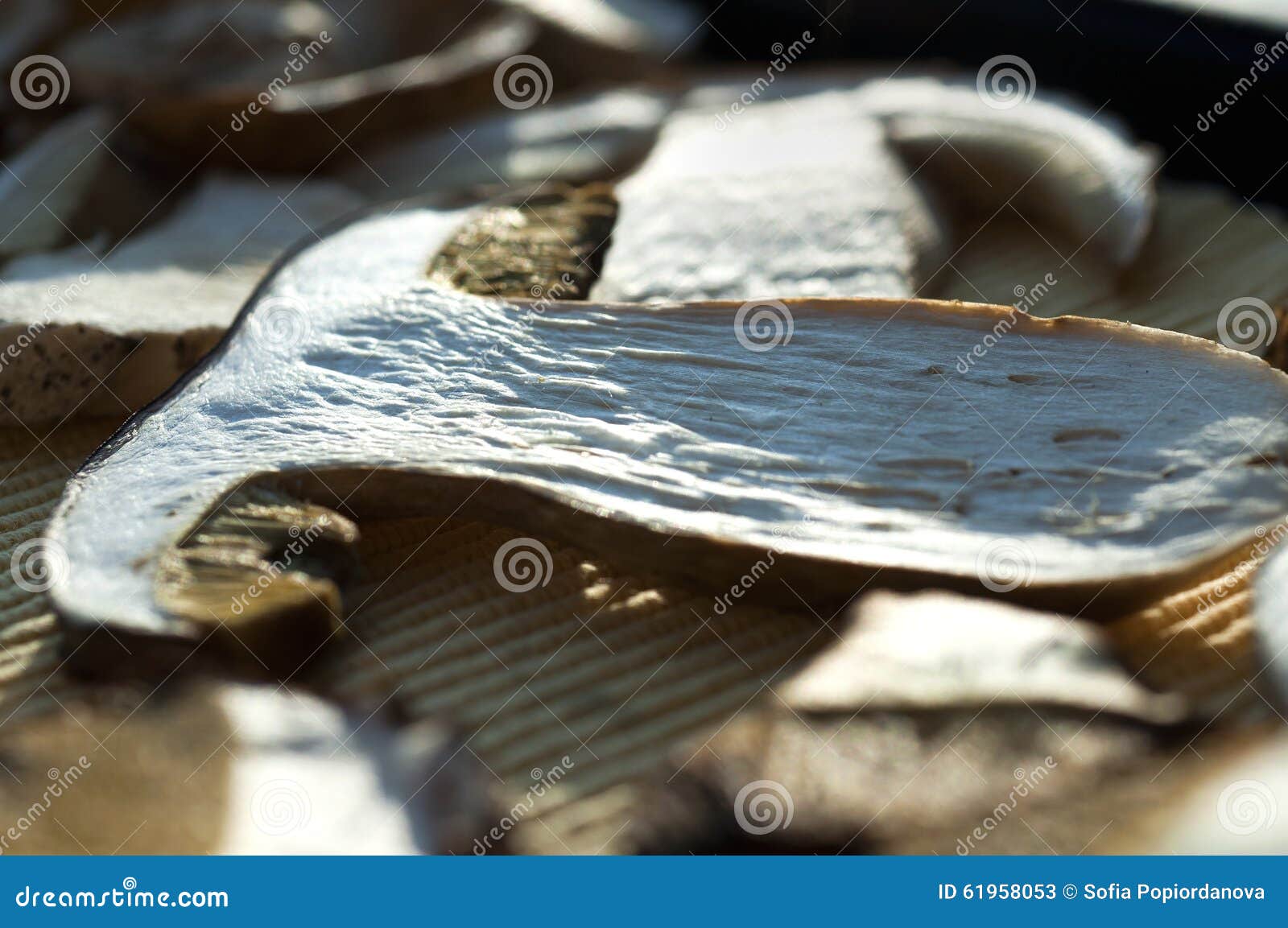 Drying mushrooms stock image. Image of view, food, nature 61958053
