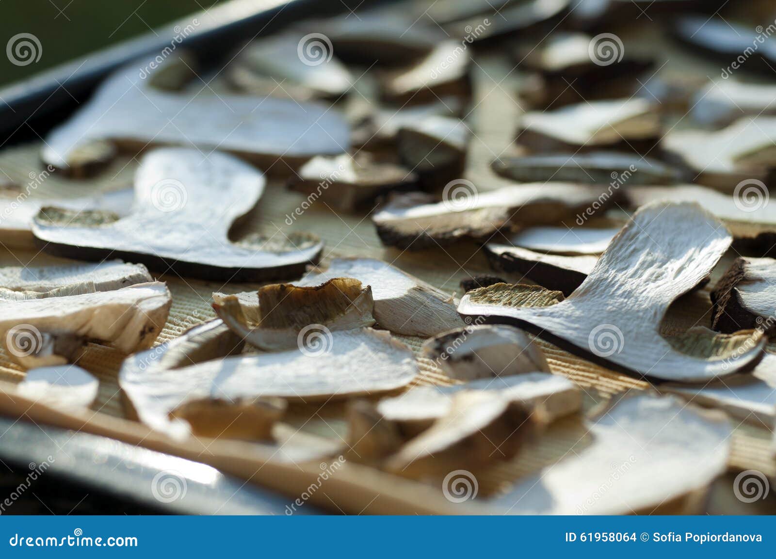 Drying mushrooms stock photo. Image of mushrooms, nature 61958064