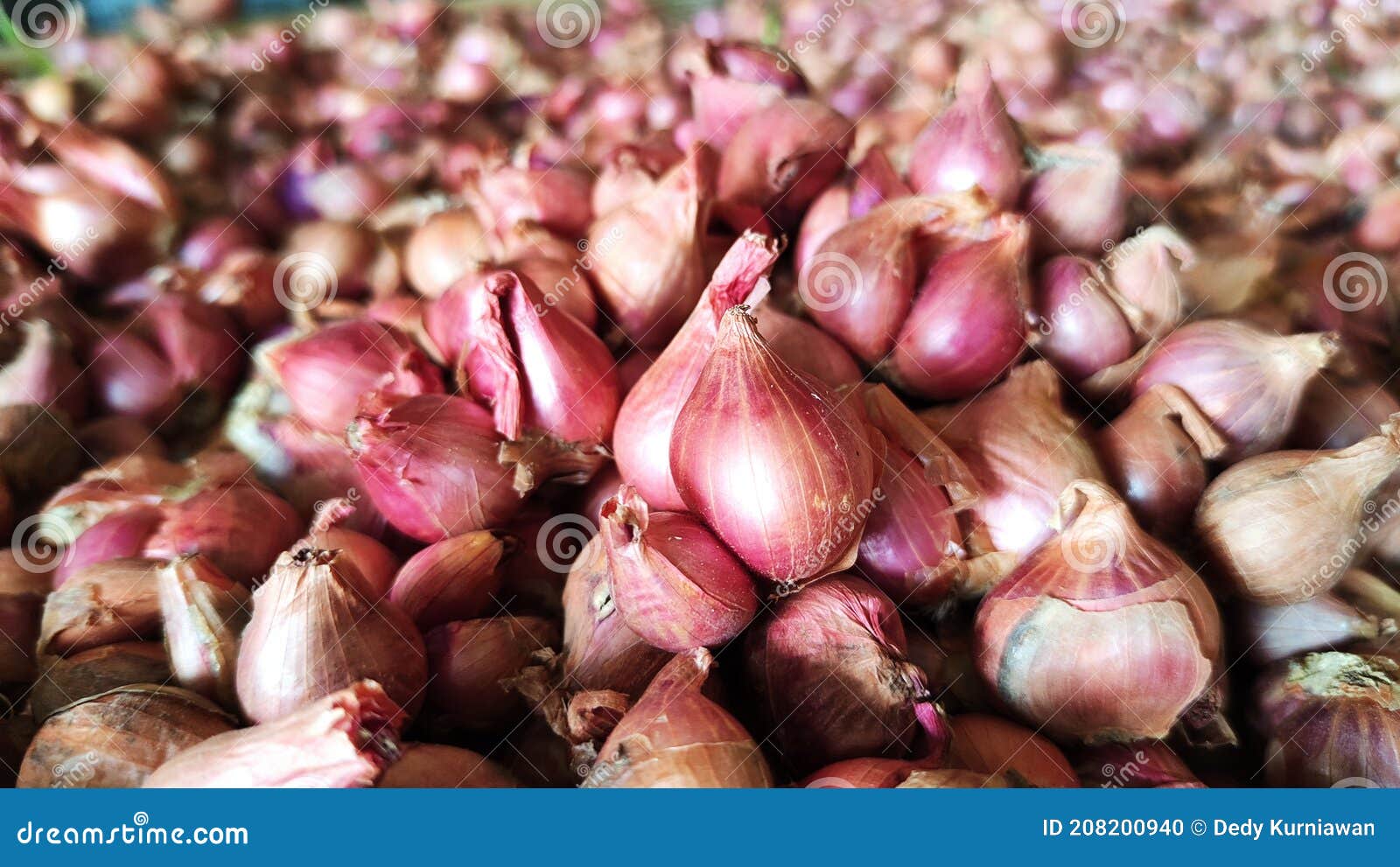 Drying the onion stock photo. Image of sale, rack, onion 208200940