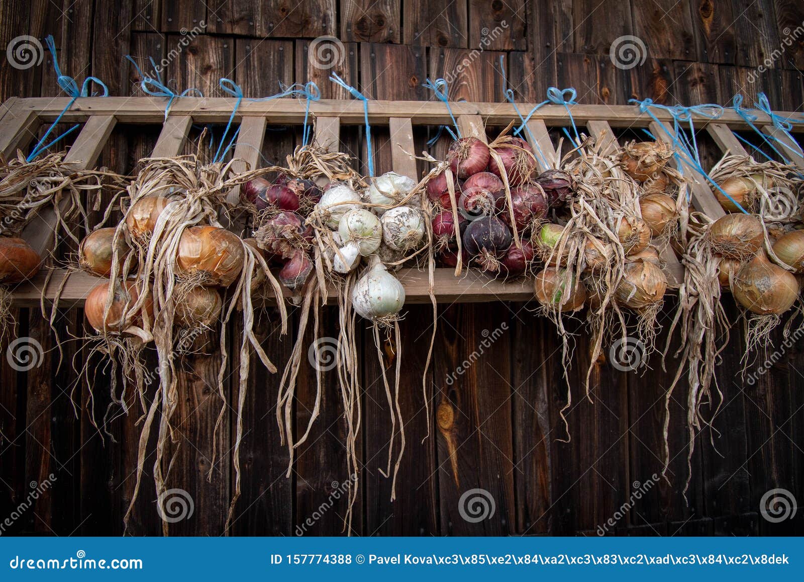drying onions of different colors infront of barn