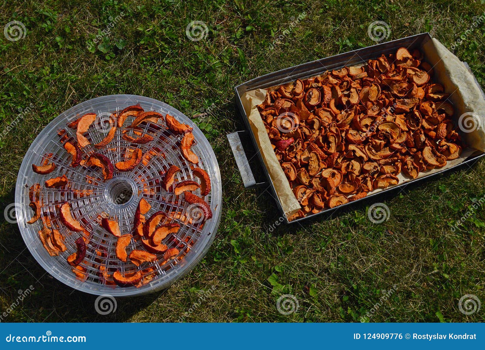 Drying pieces of apples stock photo. Image of homemade 124909776