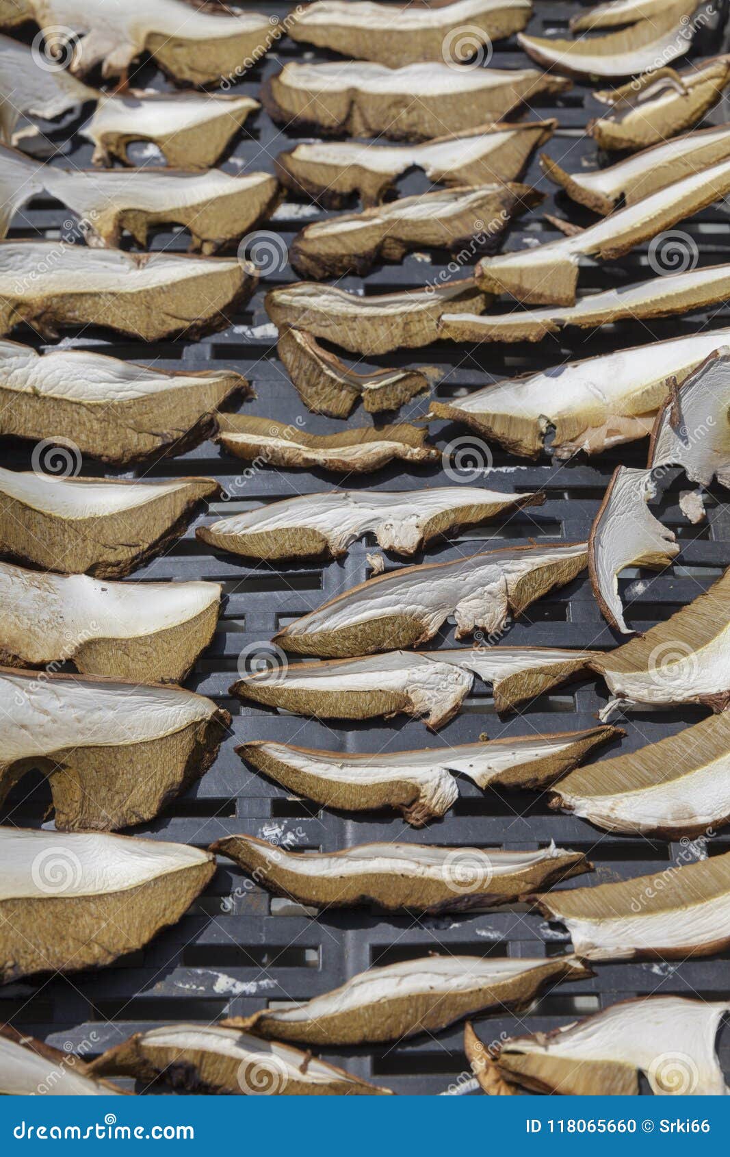 Drying porcini in the sun stock photo. Image of season 118065660