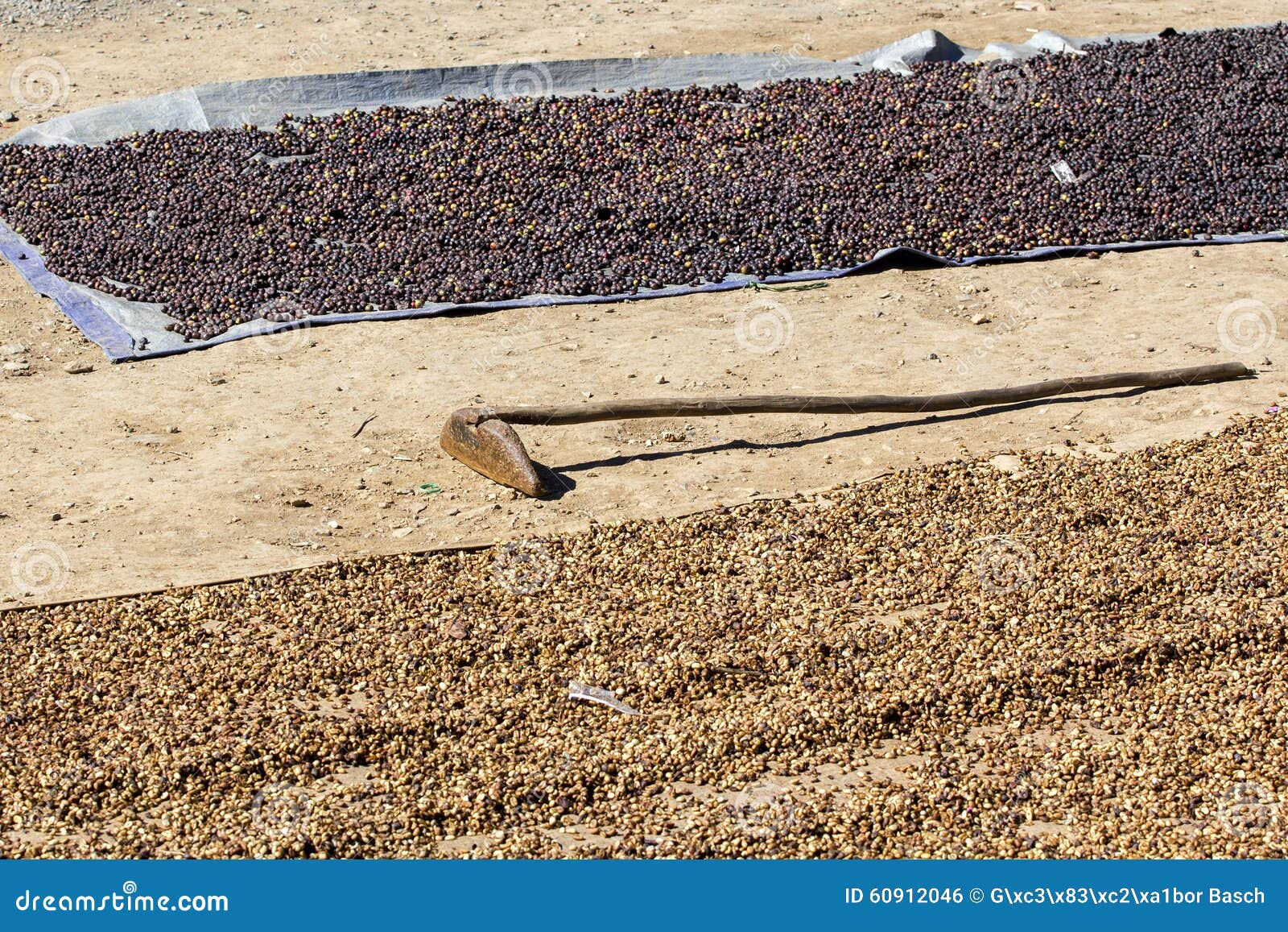 Drying red coffee berries stock photo. Image of food 60912046