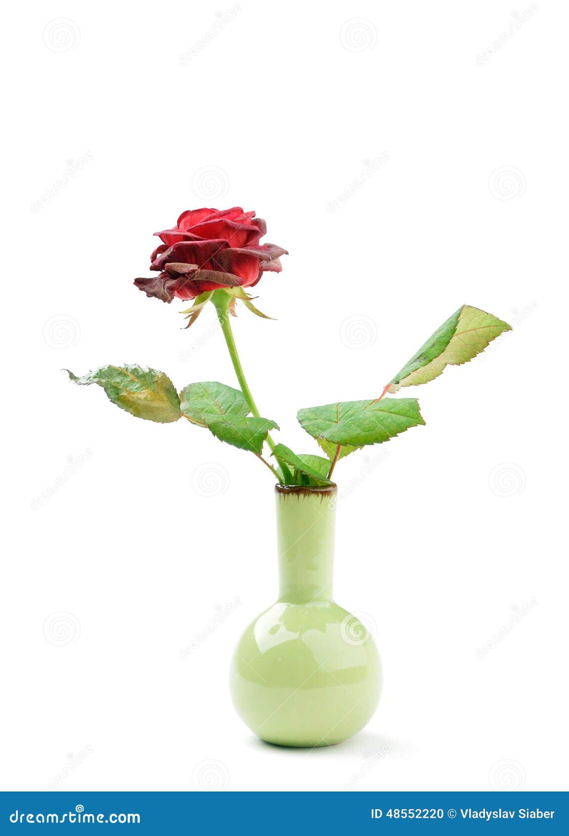Drying rose in a vase stock photo. Image of away, leaf 48552220