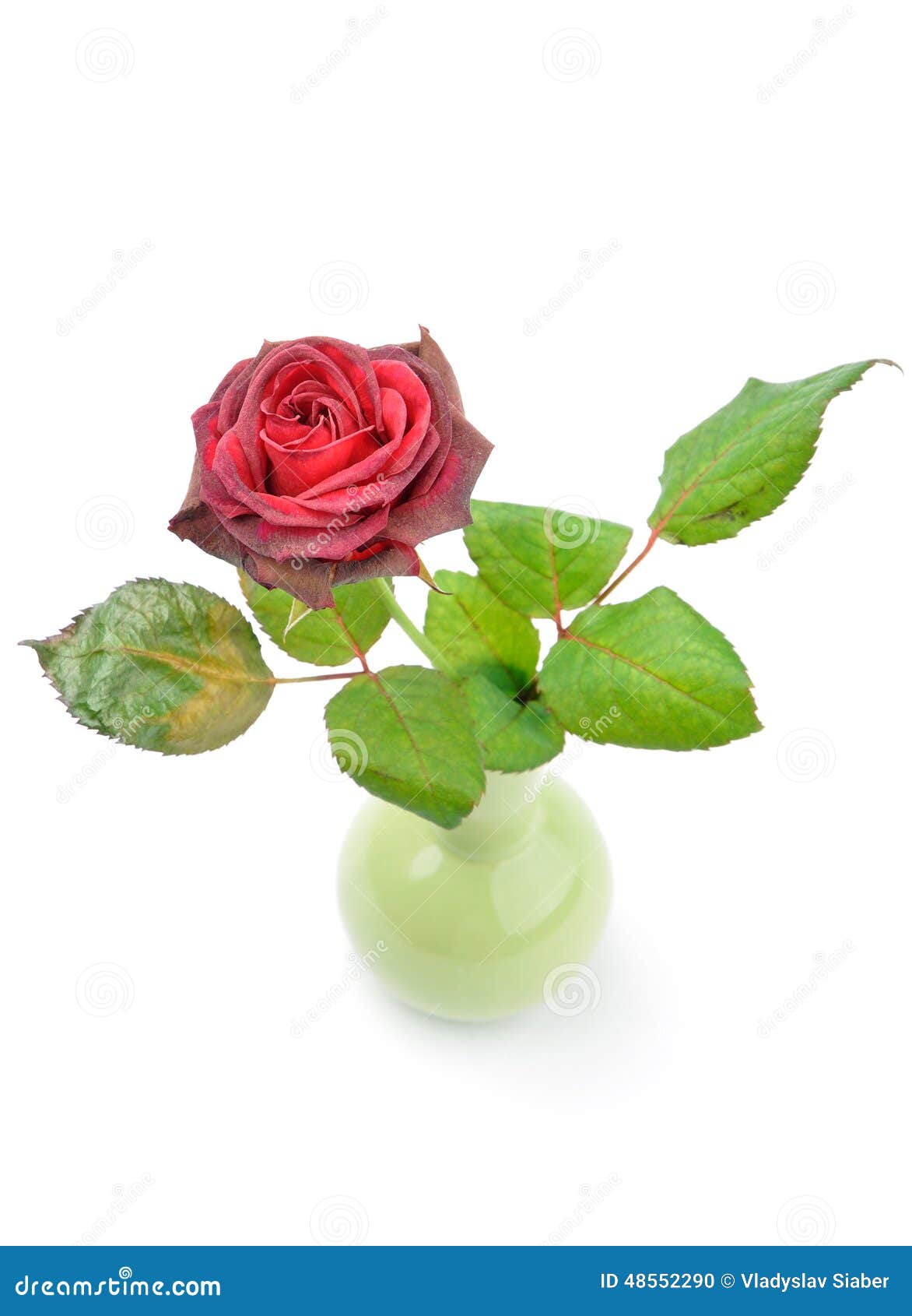 Drying rose in a vase stock photo. Image of nature, drying 48552290