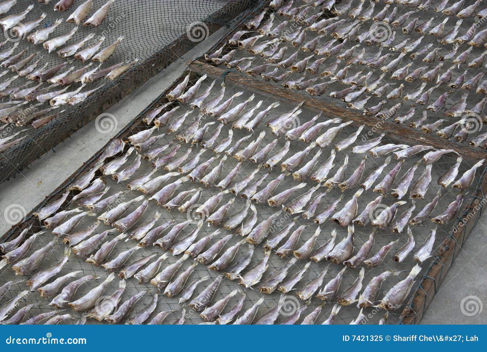 Drying of Salted Fish stock image. Image of delicious 7421325