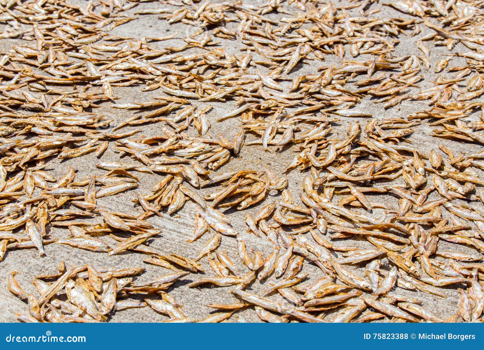 Drying Small Fish in the Sun Stock Photo Image of asian, dried 75823388