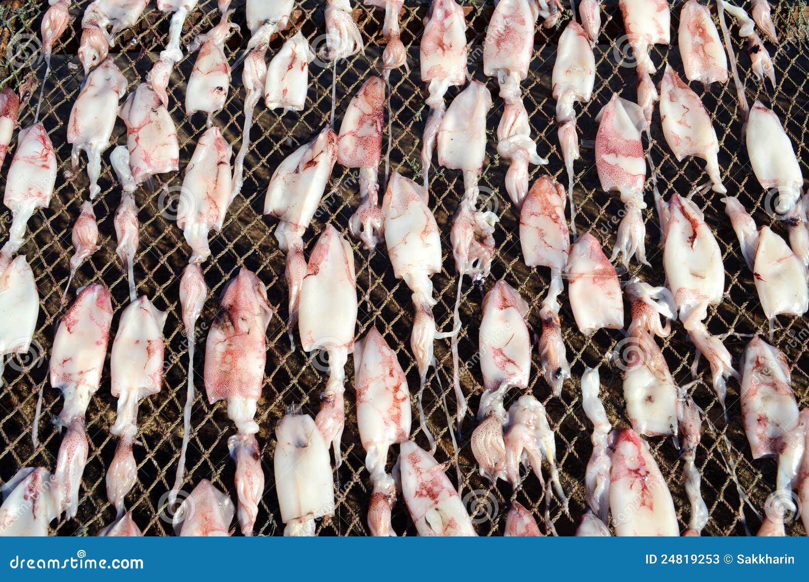 Drying squid stock image. Image of tasty, group, octopus 24819253