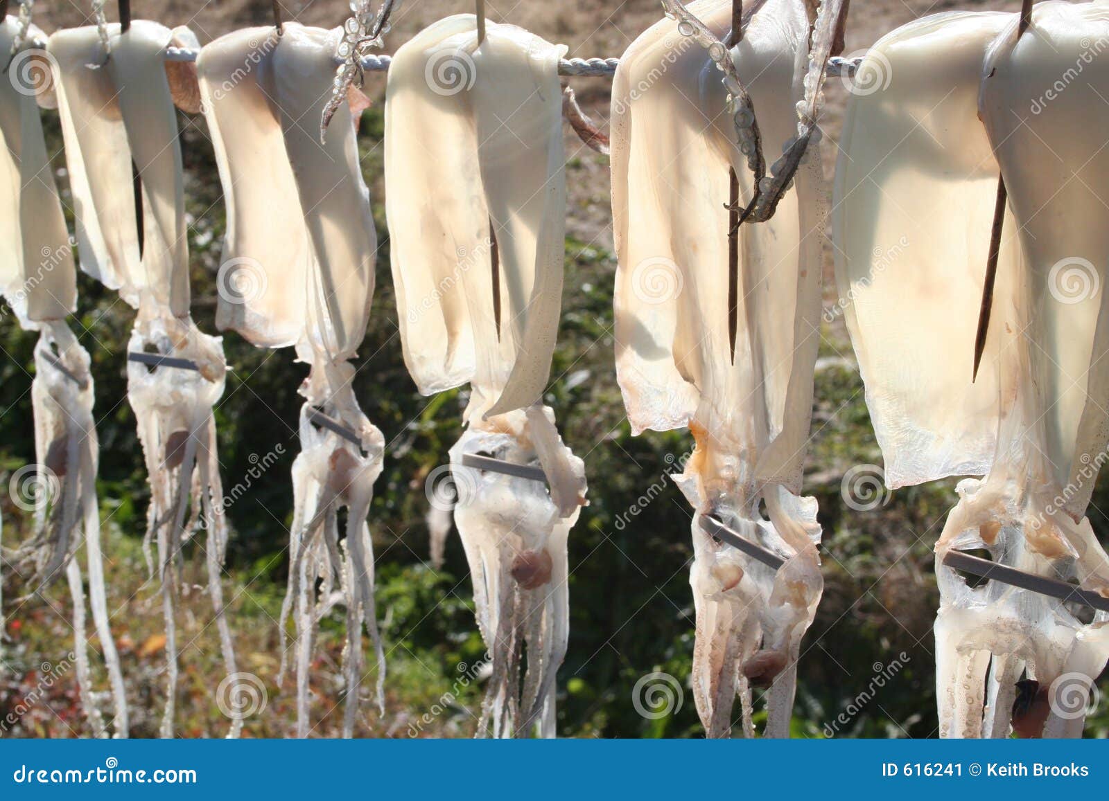 Drying Squid stock image. Image of fish, hang, asian, squid 616241