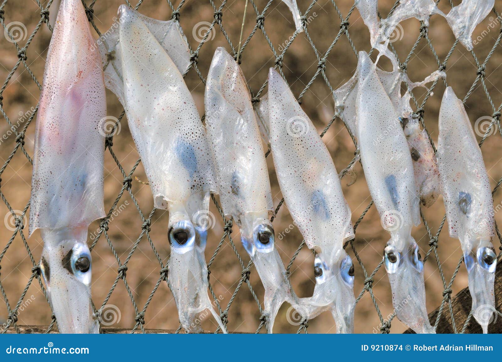 Drying squid stock photo. Image of sunshine, animal, rack 9210874