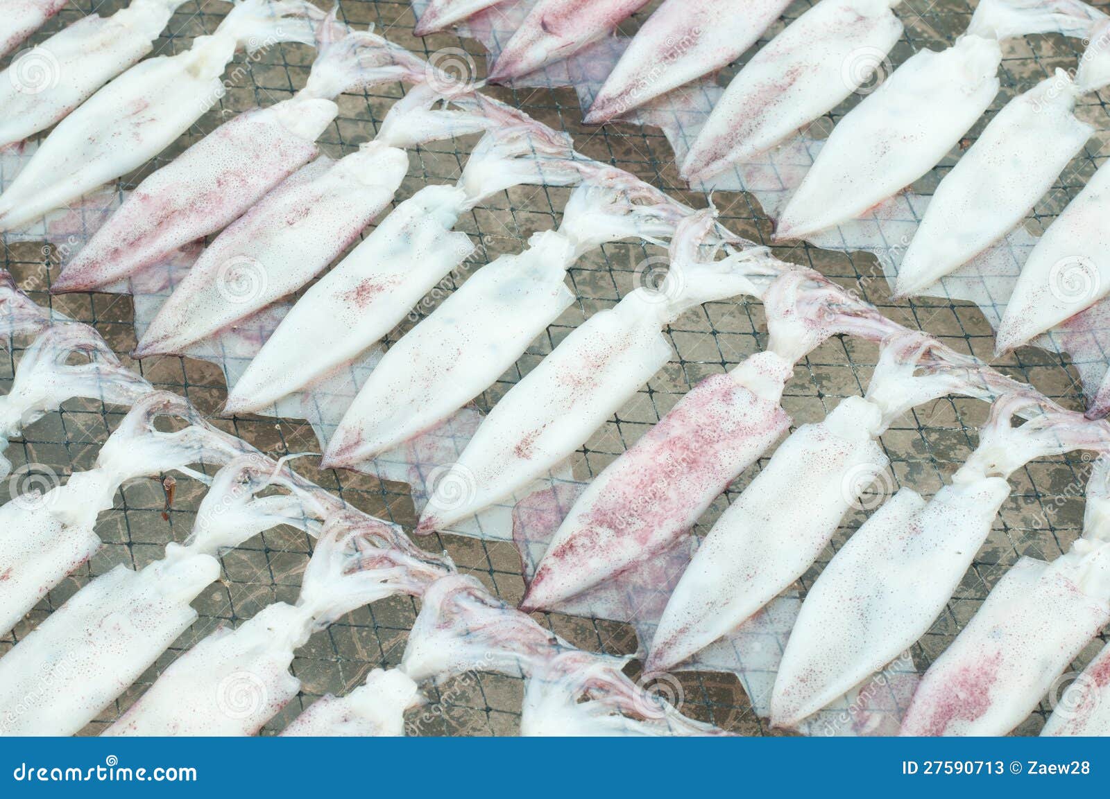 Drying squids stock image. Image of cuttlefish, salted 27590713