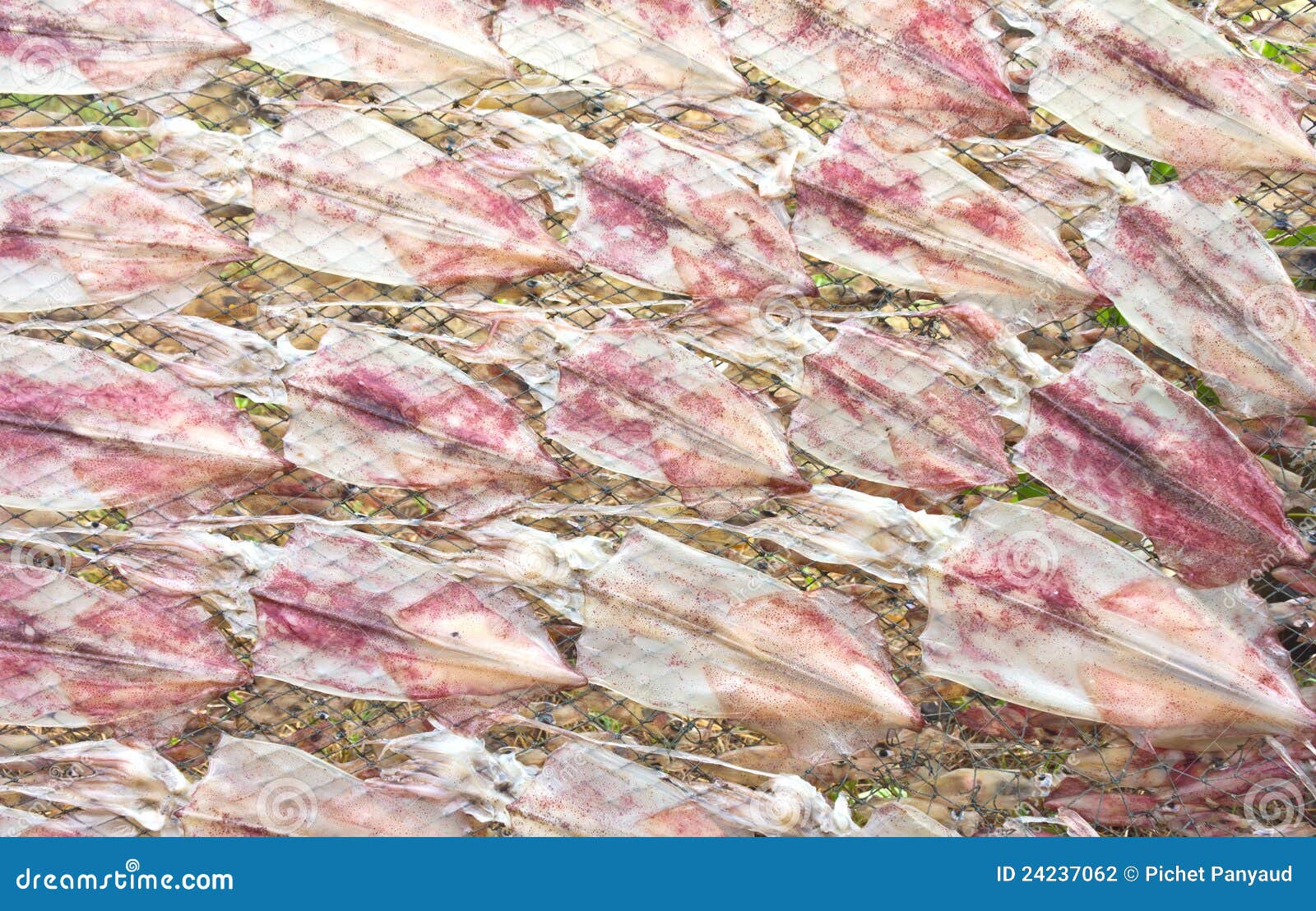 Drying squids on the net stock photo. Image of thailand 24237062