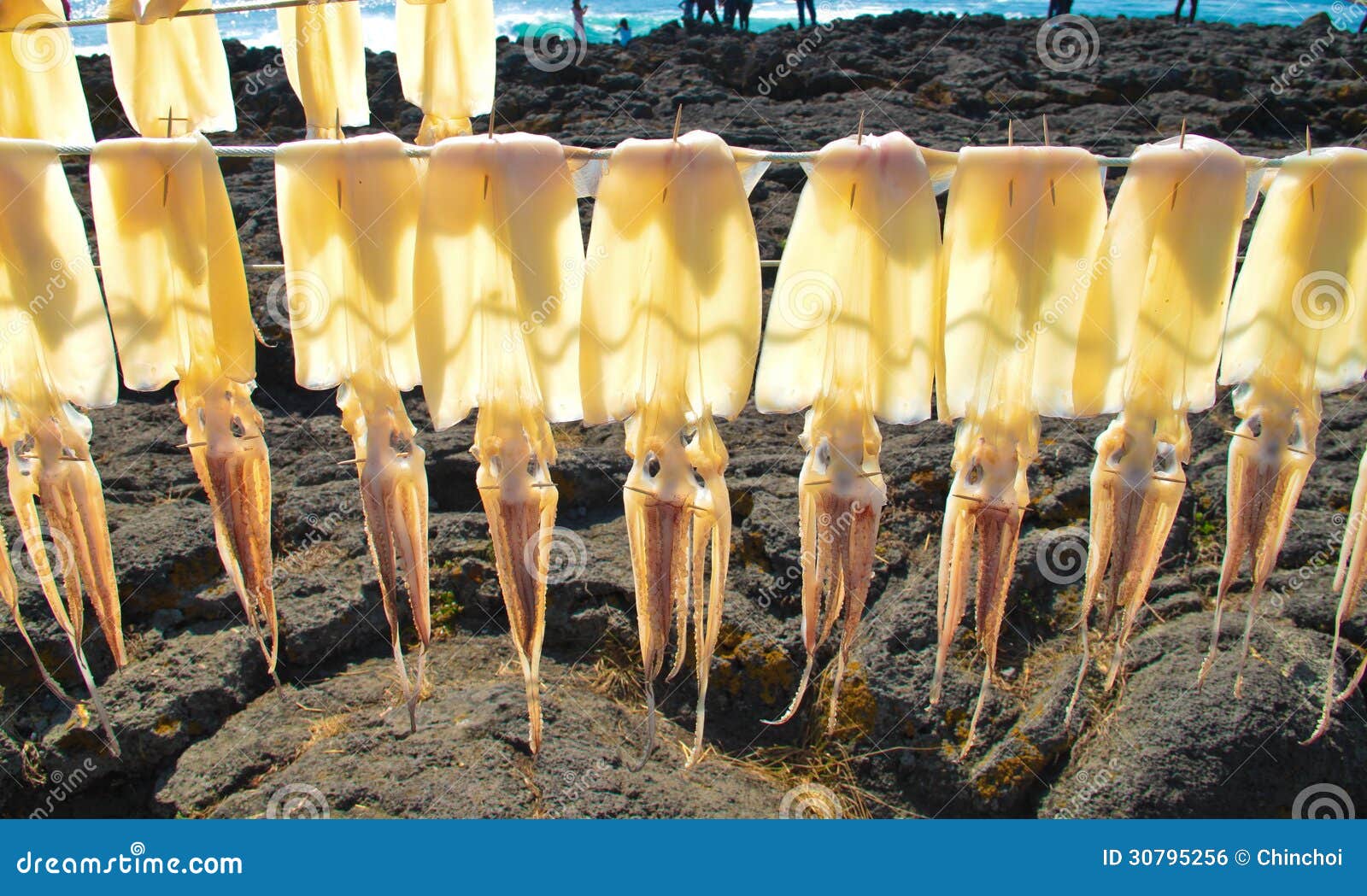 Drying squids stock photo. Image of sunlight, fresh, travel 30795256
