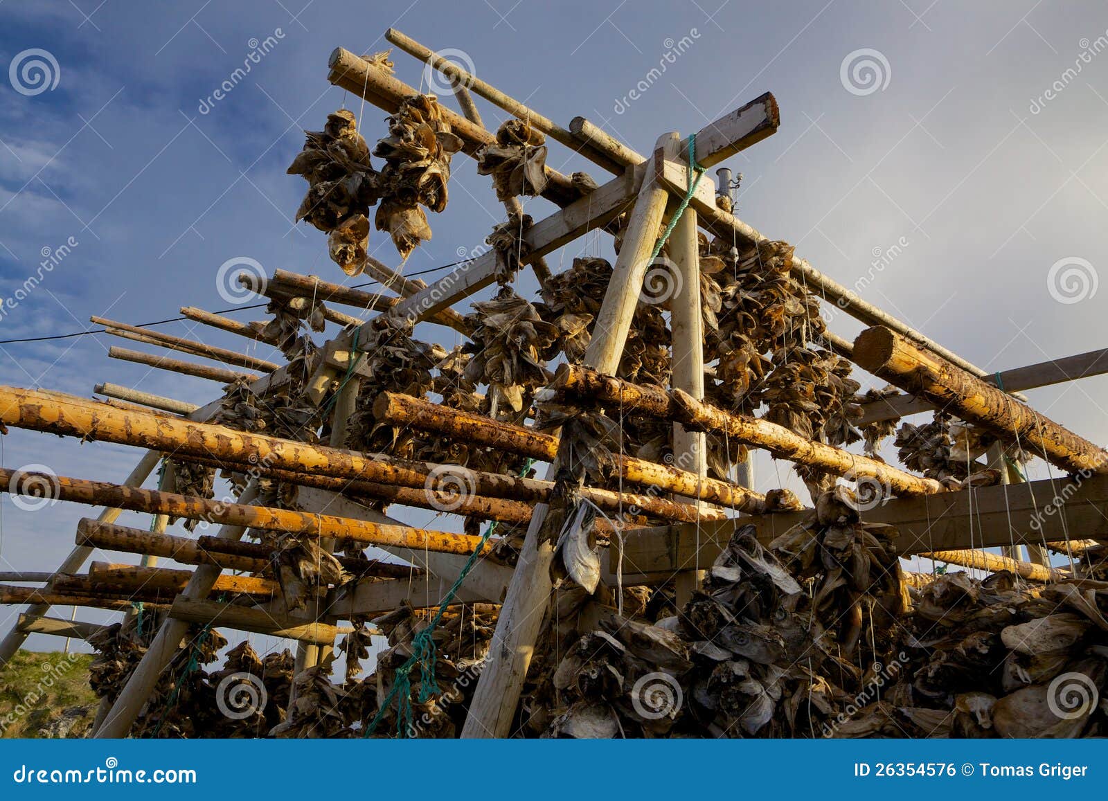 Traditional way of drying stockfish on Lofoten islands in Norway