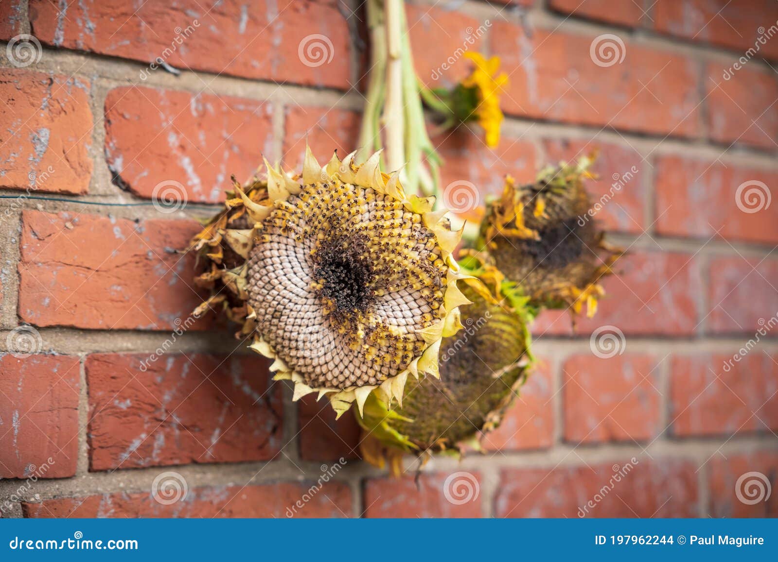 drying sunflower heads birds uk dried sunflowers bird food 197962244