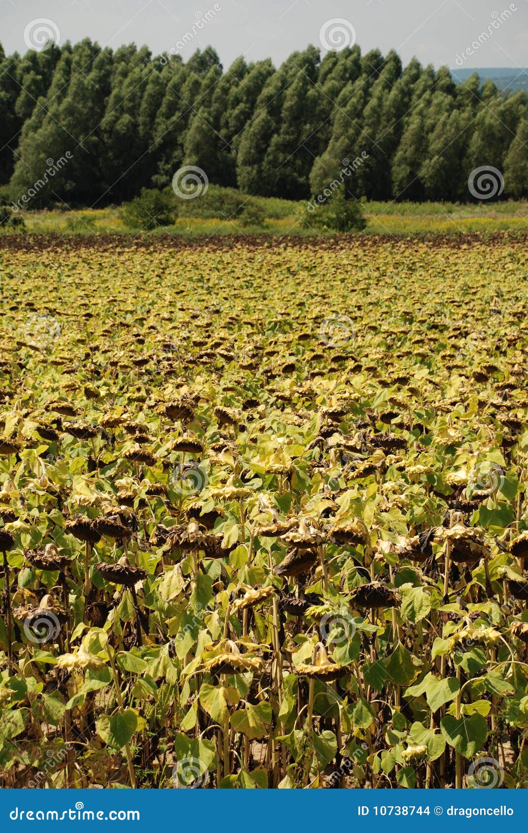 Drying Sunflowers stock photo. Image of summer, green 10738744
