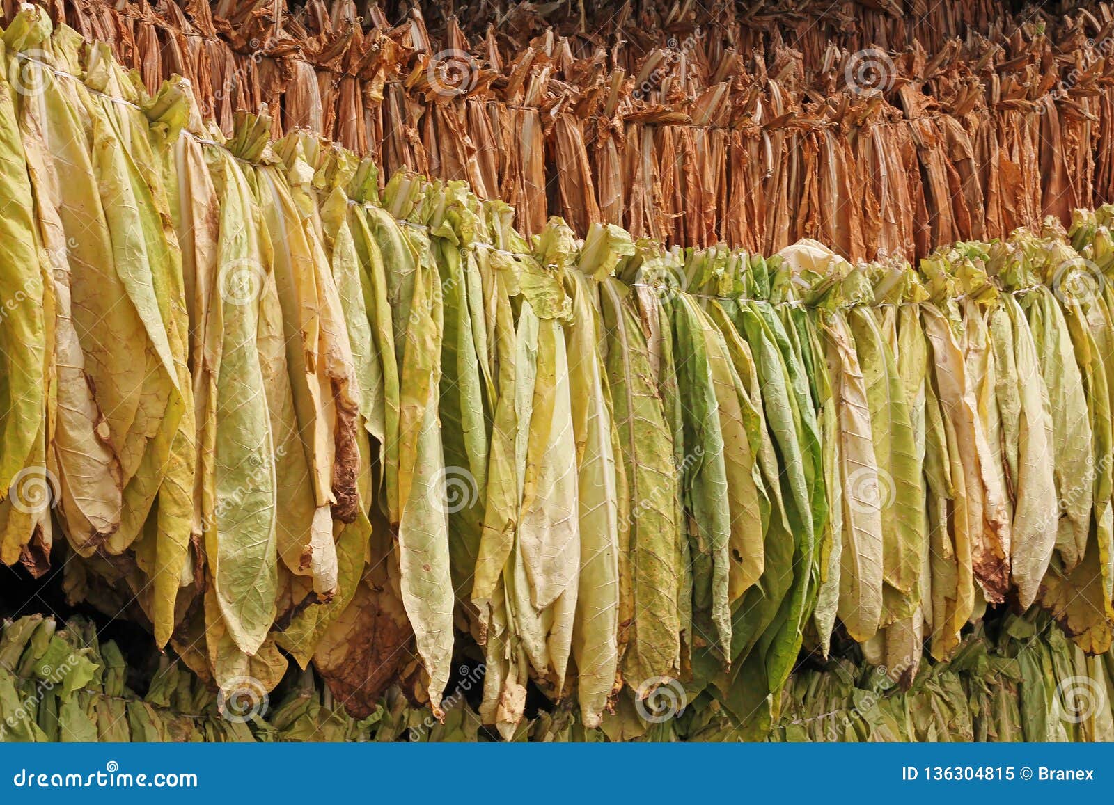 Drying tobacco leaves stock image. Image of addiction 136304815