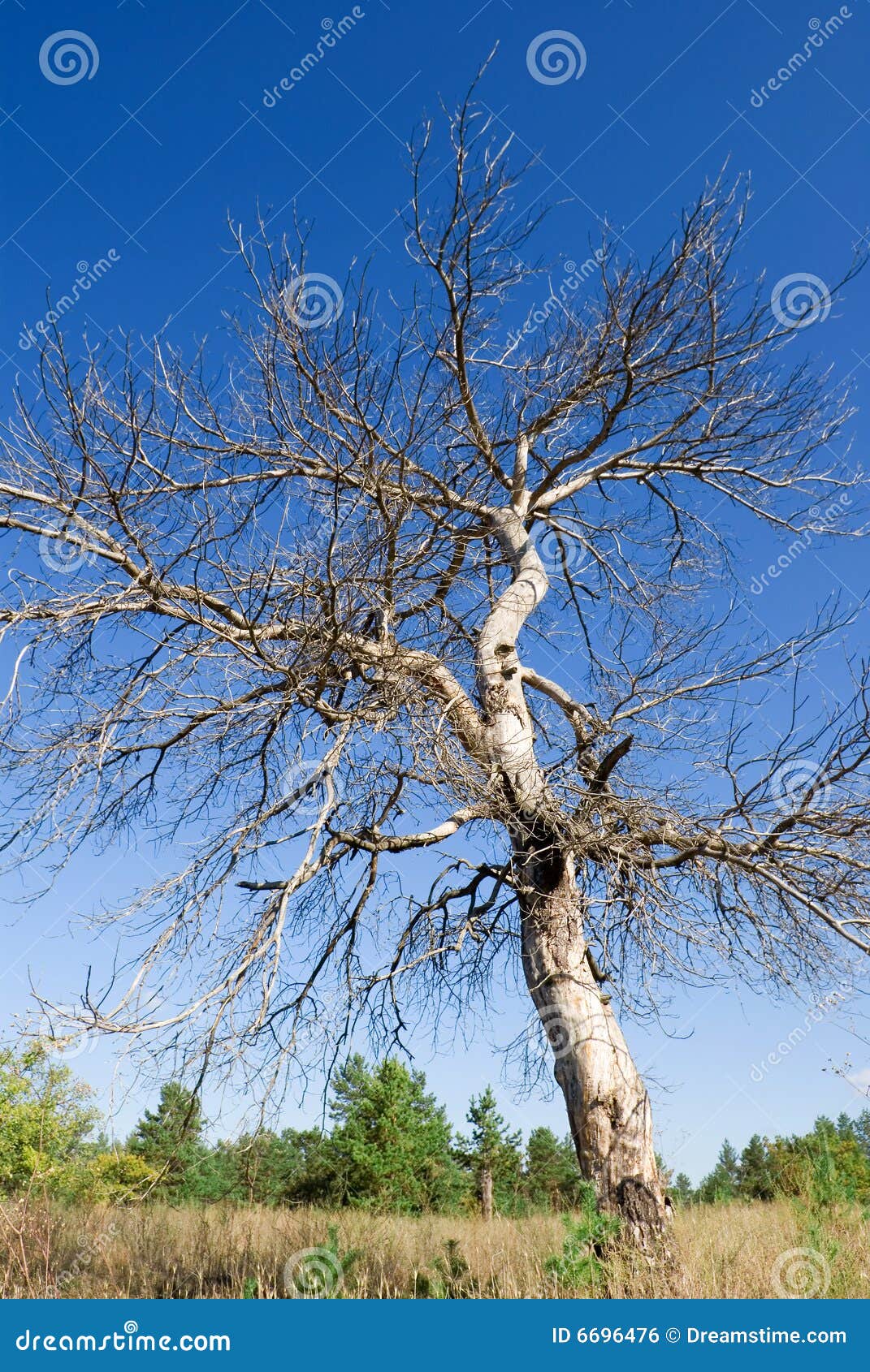 Drying up tree stock photo. Image of drying, grass, naked 6696476