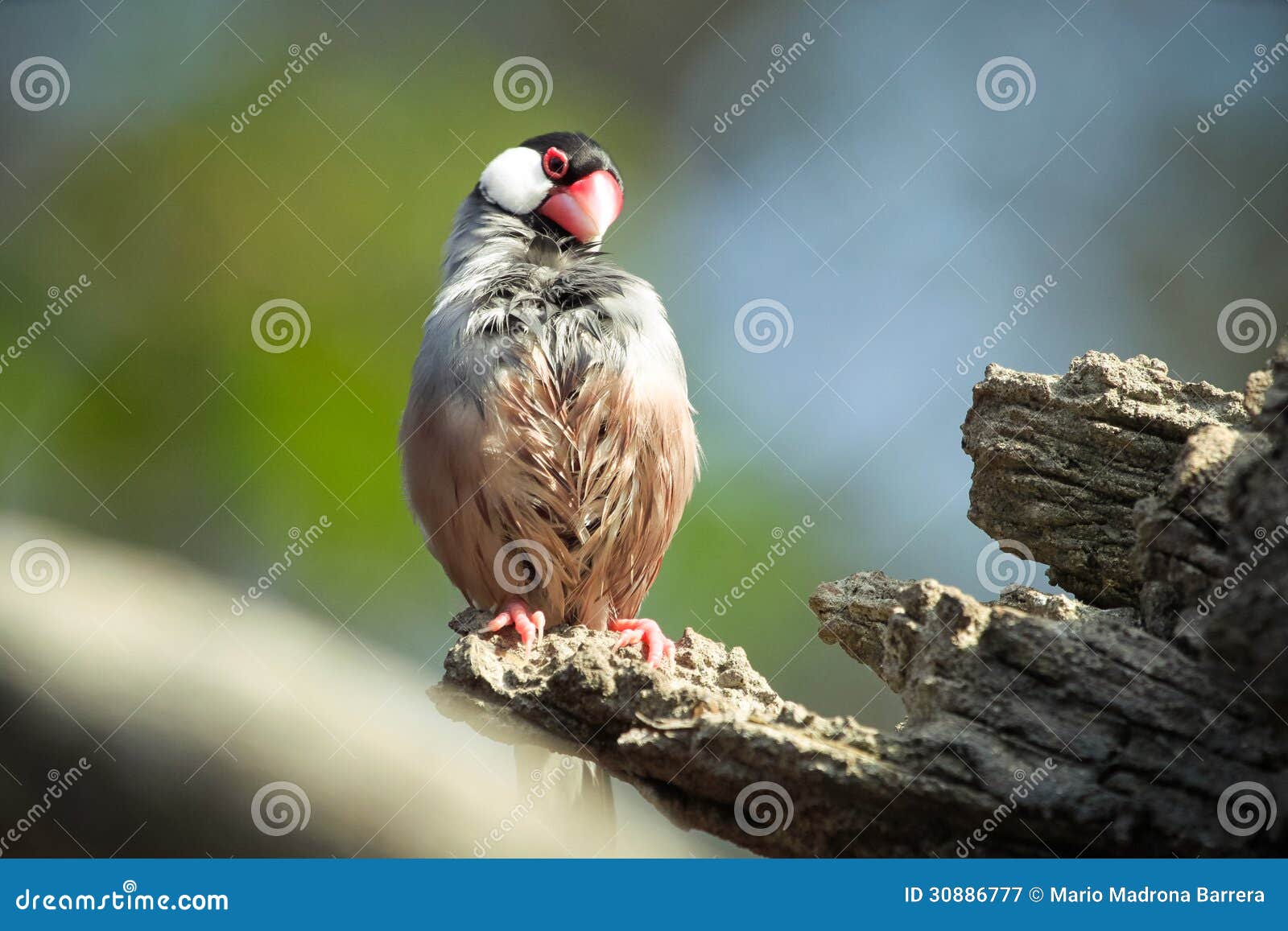 Drying stock image. Image of brach, animal, tree, beauty 30886777