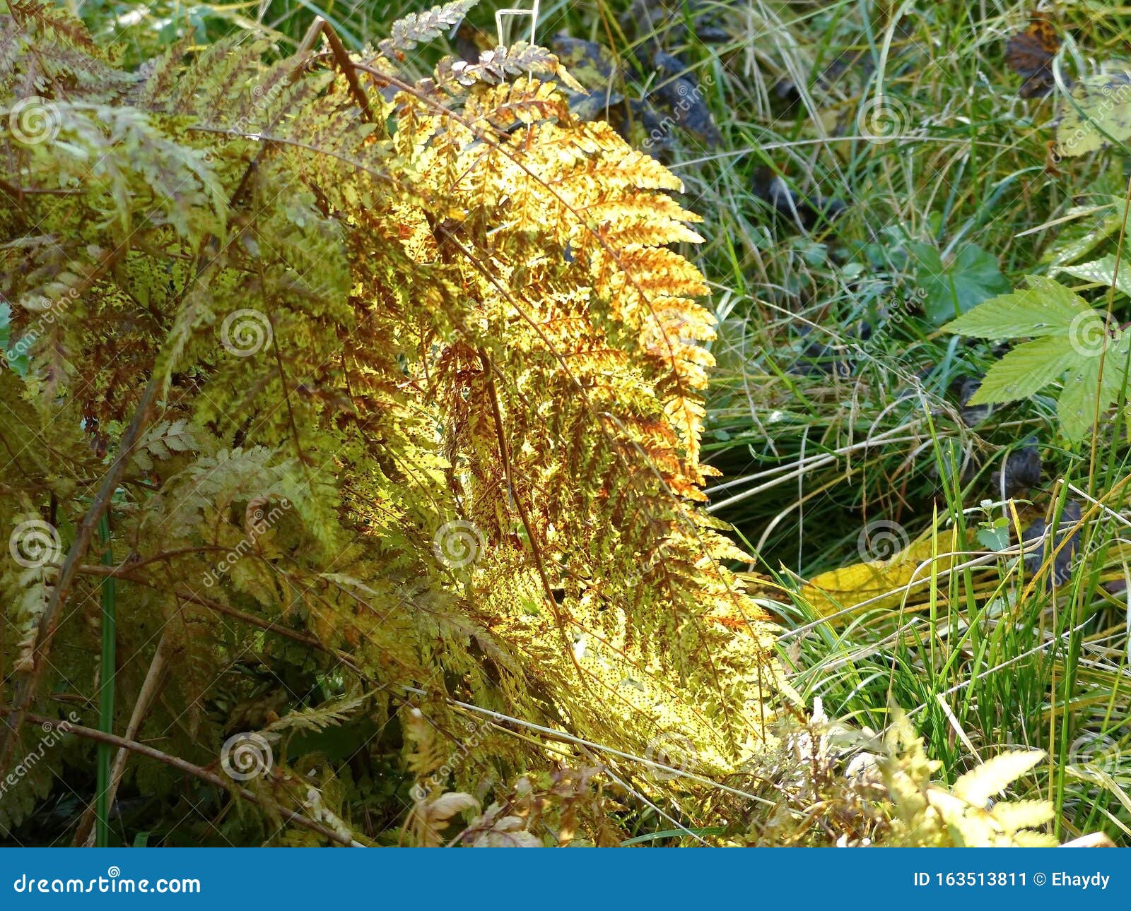 Dryopteris Commonly Called The Wood Ferns Species Of Ferns Distributed In Asia The Americas Europe Africa Stock Image Image Of Commonly Green 163513811
