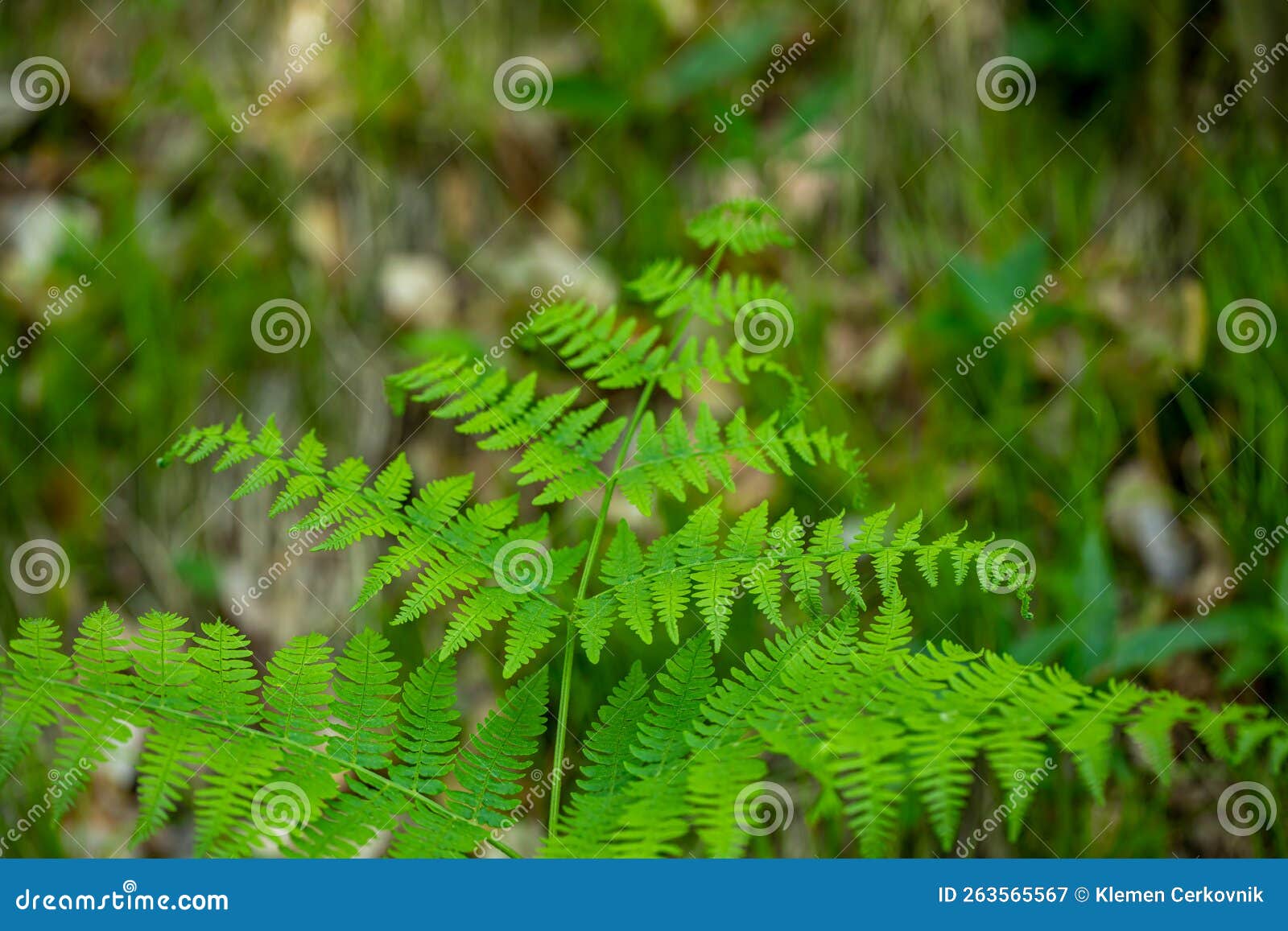 dryopteris filix-mas flower growing in forest