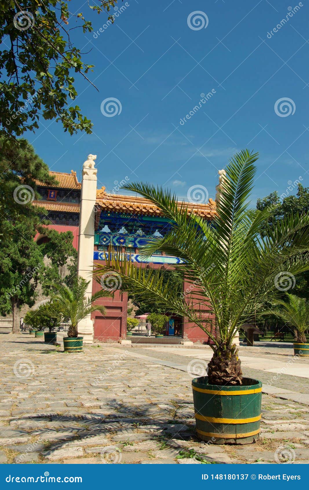 Drzewko palmowe w garnku w Chińskim podwórzu - jaskrawy światło słoneczne, cień na podłodze. Piękny jaskrawy - zieleń opuszcza na drzewku palmowym w Chińskim podwórzu Pagodowa świątynia w tle, cień krzak na podłodze, genialny światło słoneczne i niebieskie niebo nad,