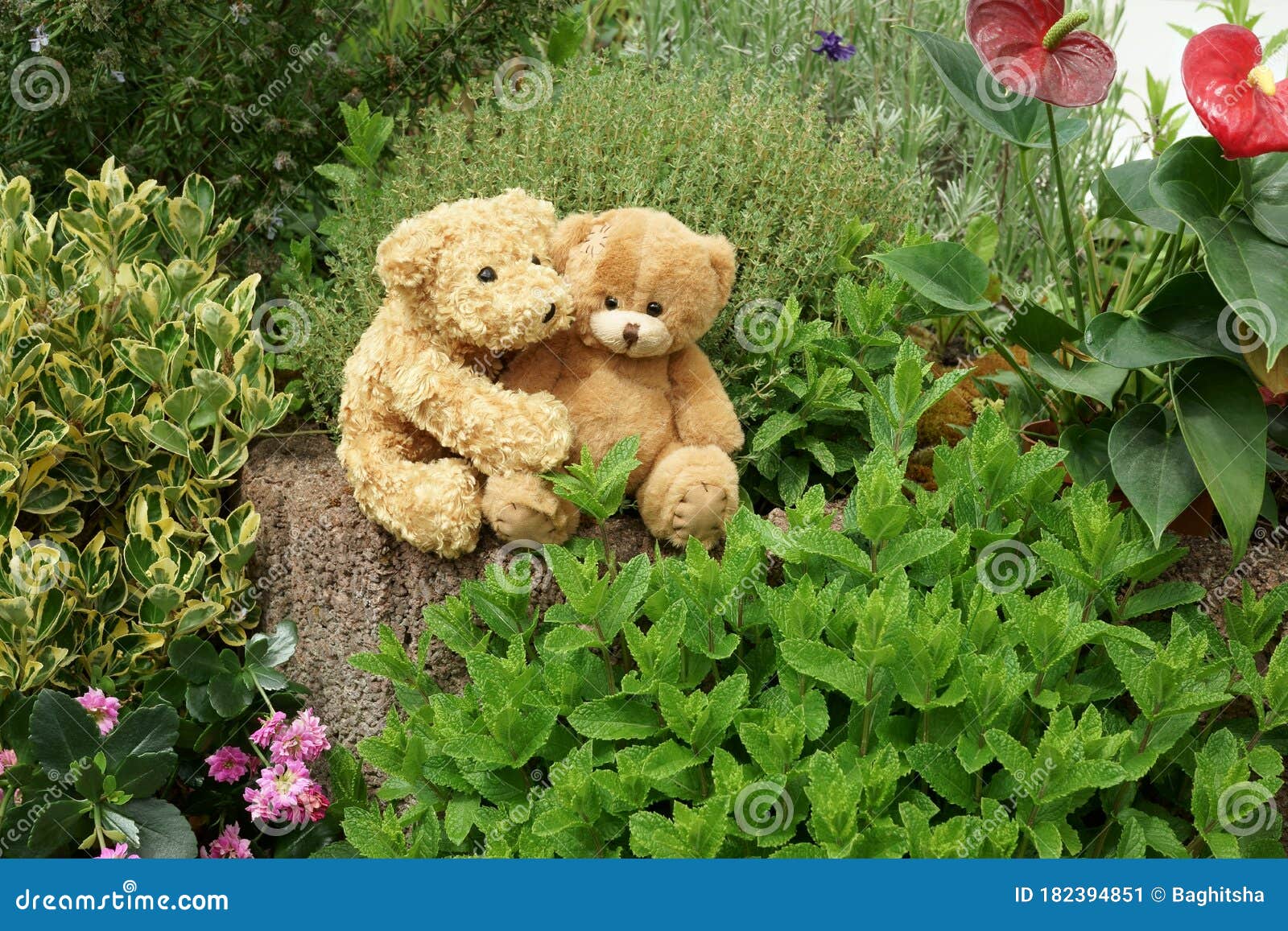 Teddy Bears Cuddling in a Garden Flowers and Herbs Stock Image Image