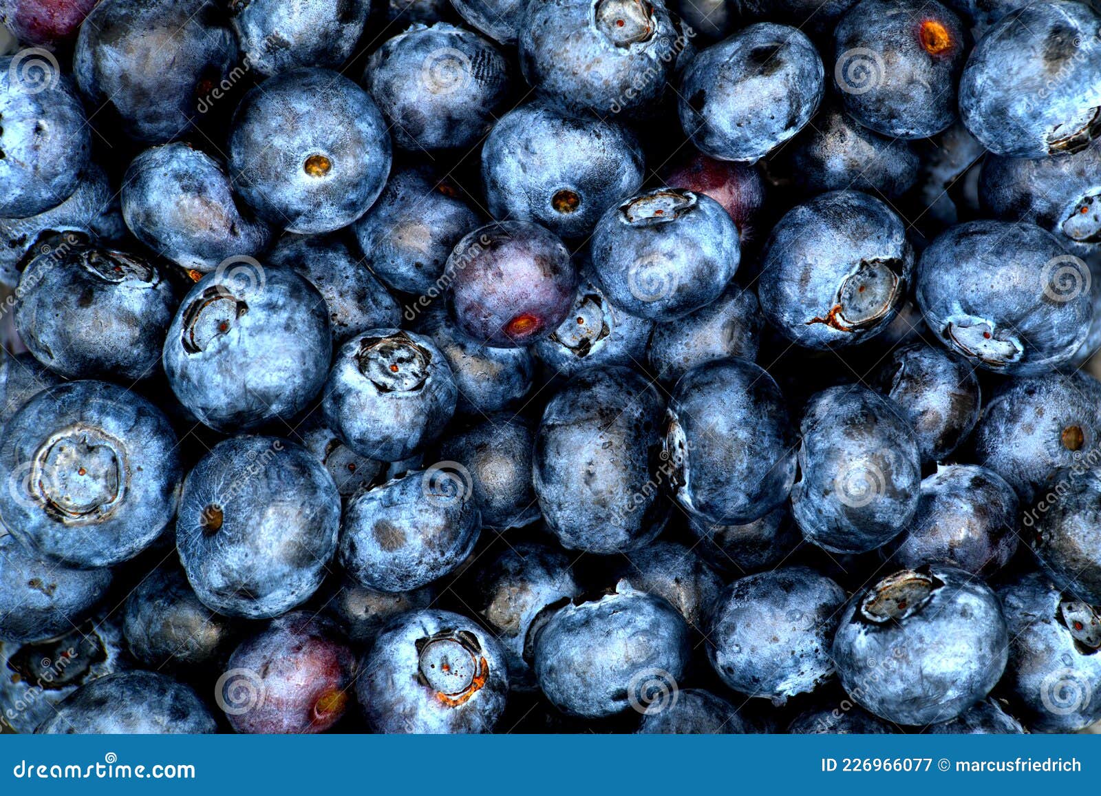 Colorful Blueberry Close Up Summer Background Stock Image Image of