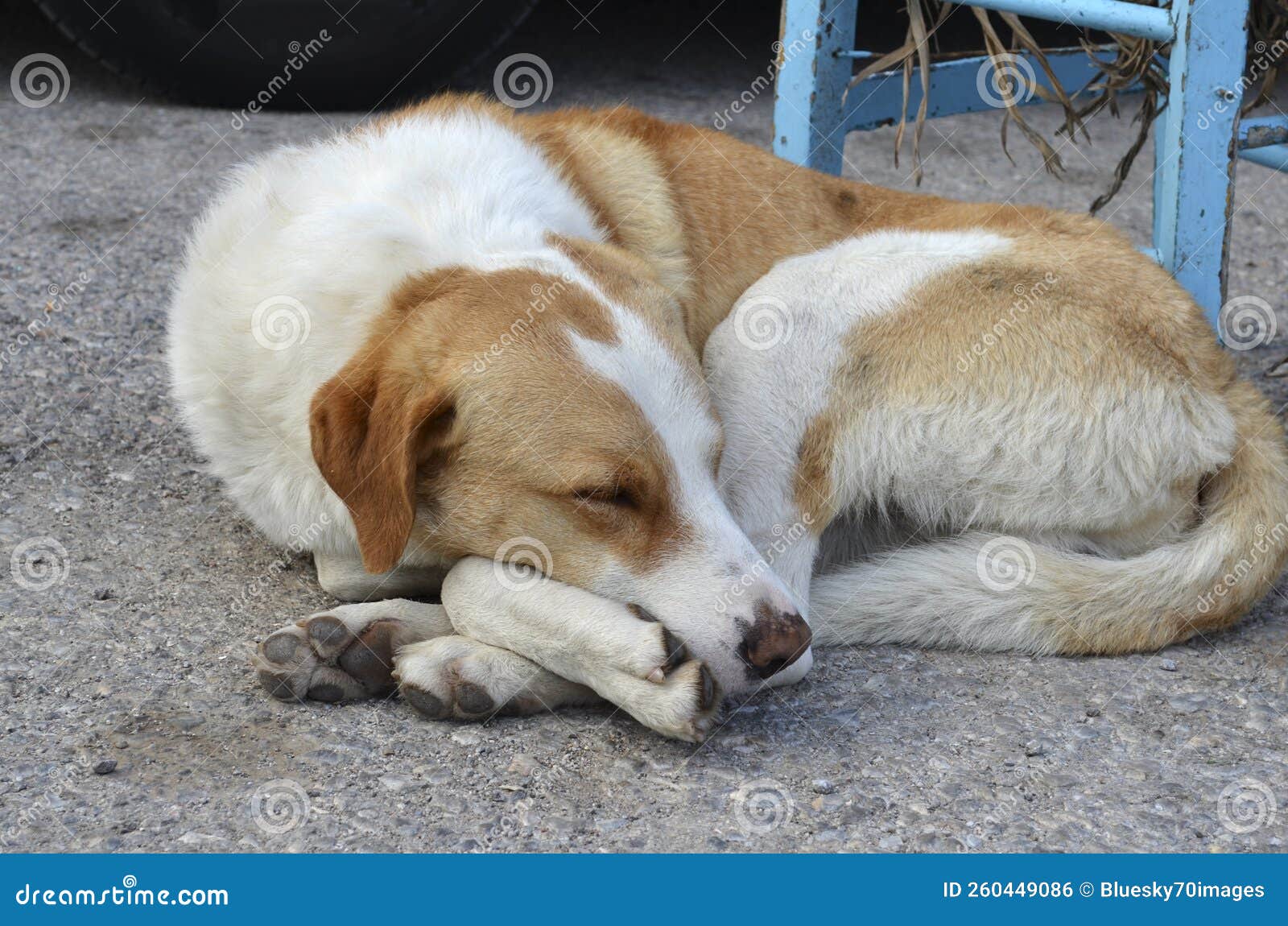 Lazy doggy enjoy his sleep stock photo. Image of outdoors 260449086