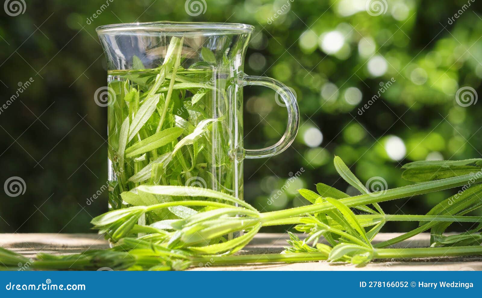 Fresh Herbal Cleaver Tea in a Glass Stock Photo Image of foreground