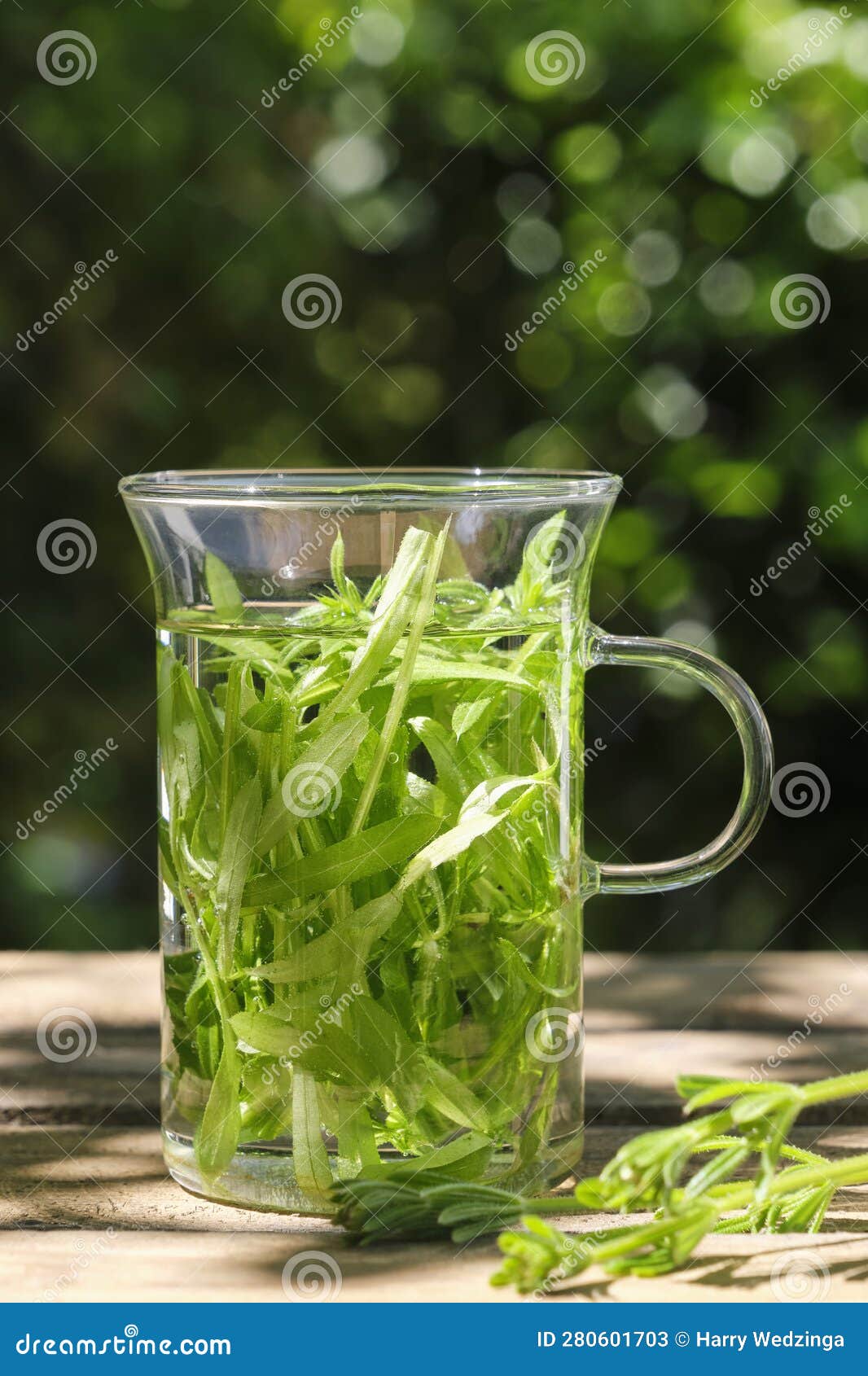Fresh Herbal Cleaver Tea in a Glass Stock Image Image of branch