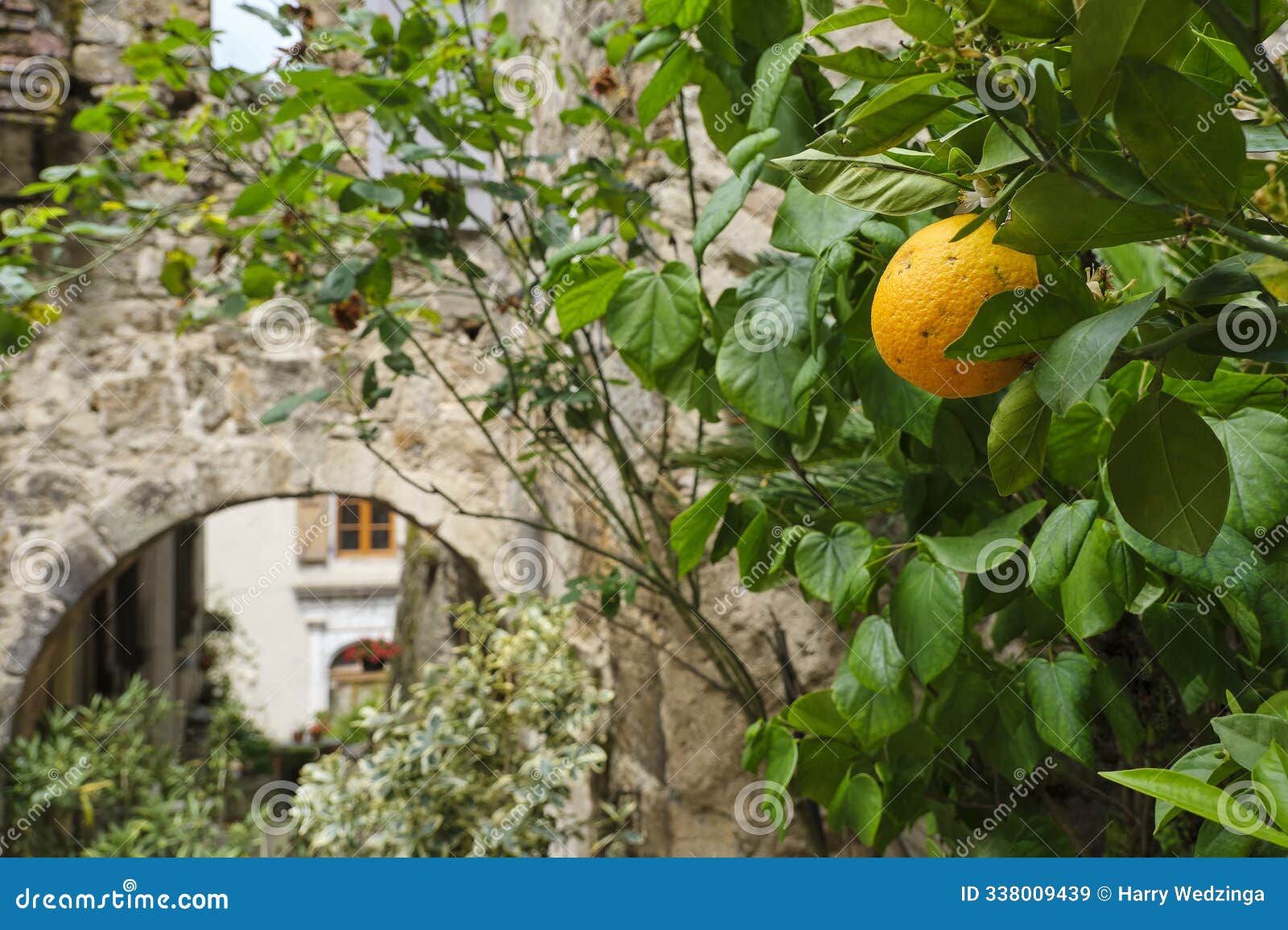 an orange growing on a tree in the village of carennac france