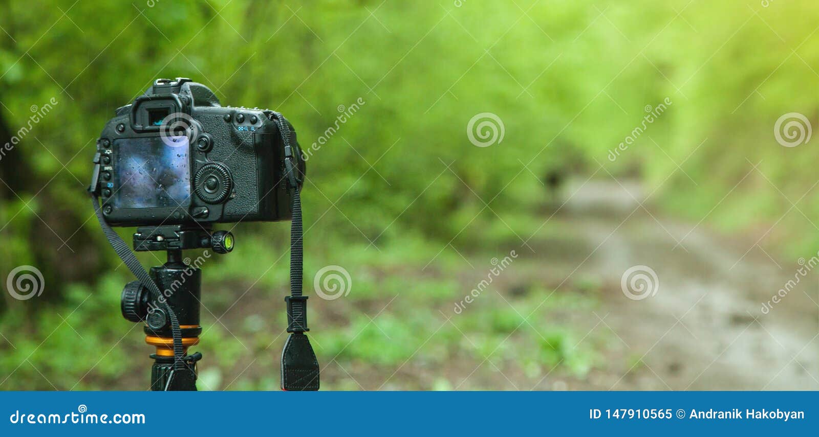 DSLR Camera in Forest Background Stock Image - Image of digital, travel:  147910565